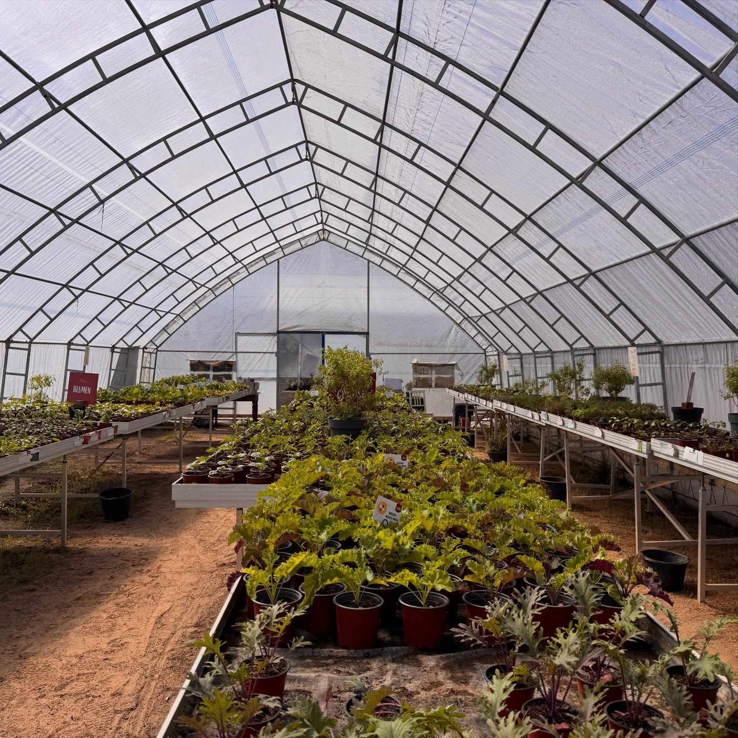 🪴Am Wochenende ist wieder Pflanzenmarkt bei uns und an beiden Tagen ist auch wieder Beratung mit dabei 👩🌾!
Am Sonntag sind wir auf dem Saatgutfestival und es wird dann ausnahmsweise keinen Flammkuchen geben, auch die Probierstände in der Halle gibt es diesen Sonntag nicht. Die Foodbox hat natürlich geöffnet 🍟🌭, das Café genauso 🍰 ☕️ 🍧 🤗. Unsere Produktpalette findet ihr dann im Hofladen (wie immer 😉).