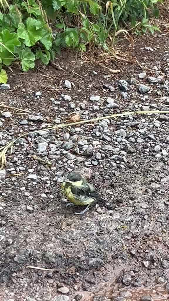 Colin found this baby bird in the road