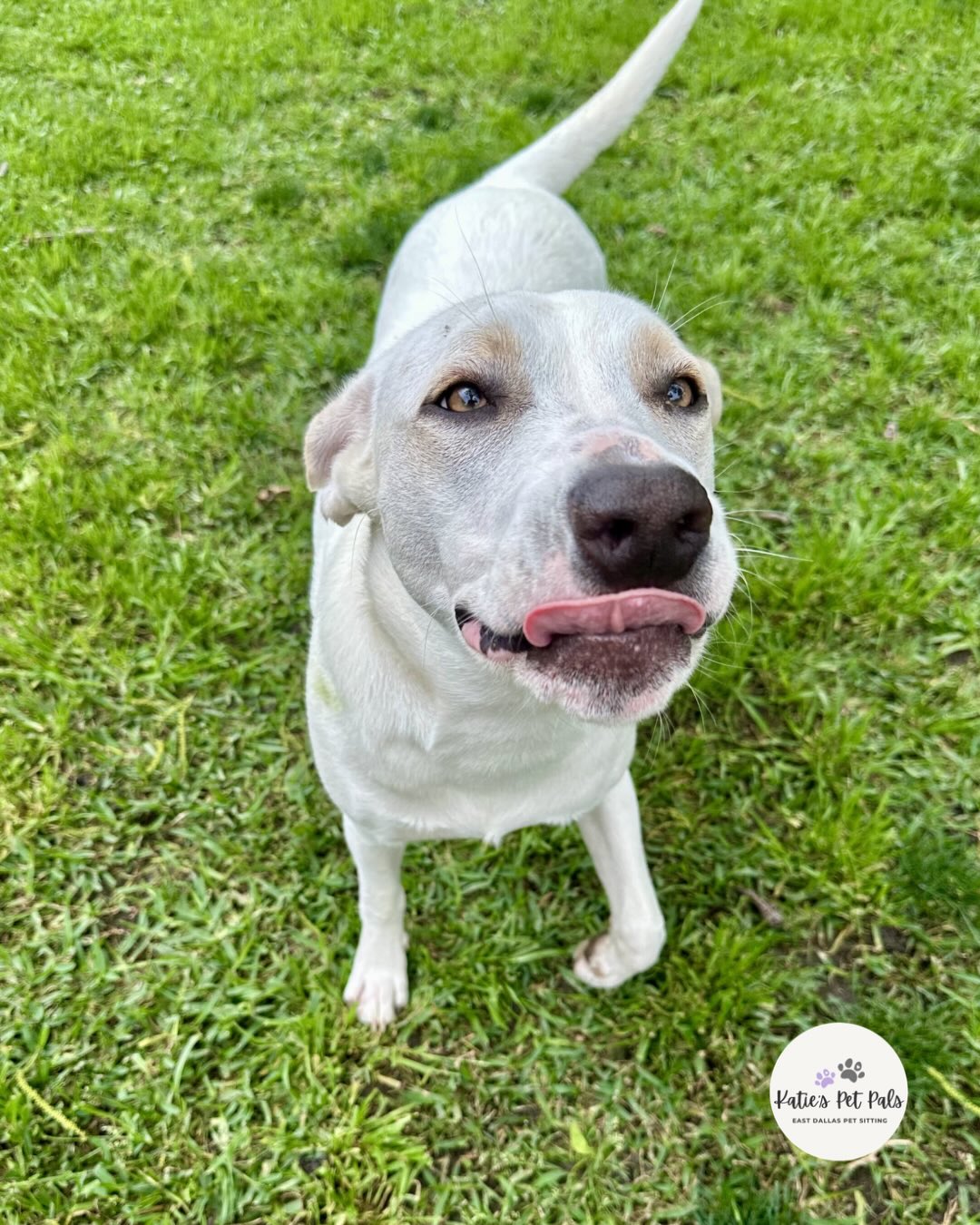 It’s always a good day with this babe! Violet having an absolute blast during our visit ☺️
60 minutes of enrichment looks like:
POTTY RELIEF BREAK
FETCH
TREAT GAME
CHASING SQUIRRELS
PRACTICING (sit & door manners)
DECOMPRESS TIME
FRESH WATER
SNUGGLES
… see you tomorrow sweetie!
#eastdallaspetsitter #dogwalking #catcare #petvisits
💜
katiespetpals.com