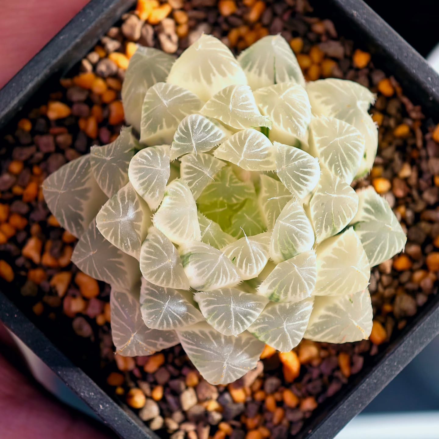 Haworthia Cooperi Tourmaline Reverse Variegation.
This plant has been with me for a long time. When I first got it, it was just a normal variegated form. But over time, it surprised me by gradually transitioning into reverse variegation.
After repotting it into a larger pot, its growth really took off and it started to thrive even more.
Now, it has grown into a truly beautiful specimen, and one of my favourites in the collection.
#haworthiacooperi #haworthialover #haworthiareversevariegation
#haworthia
