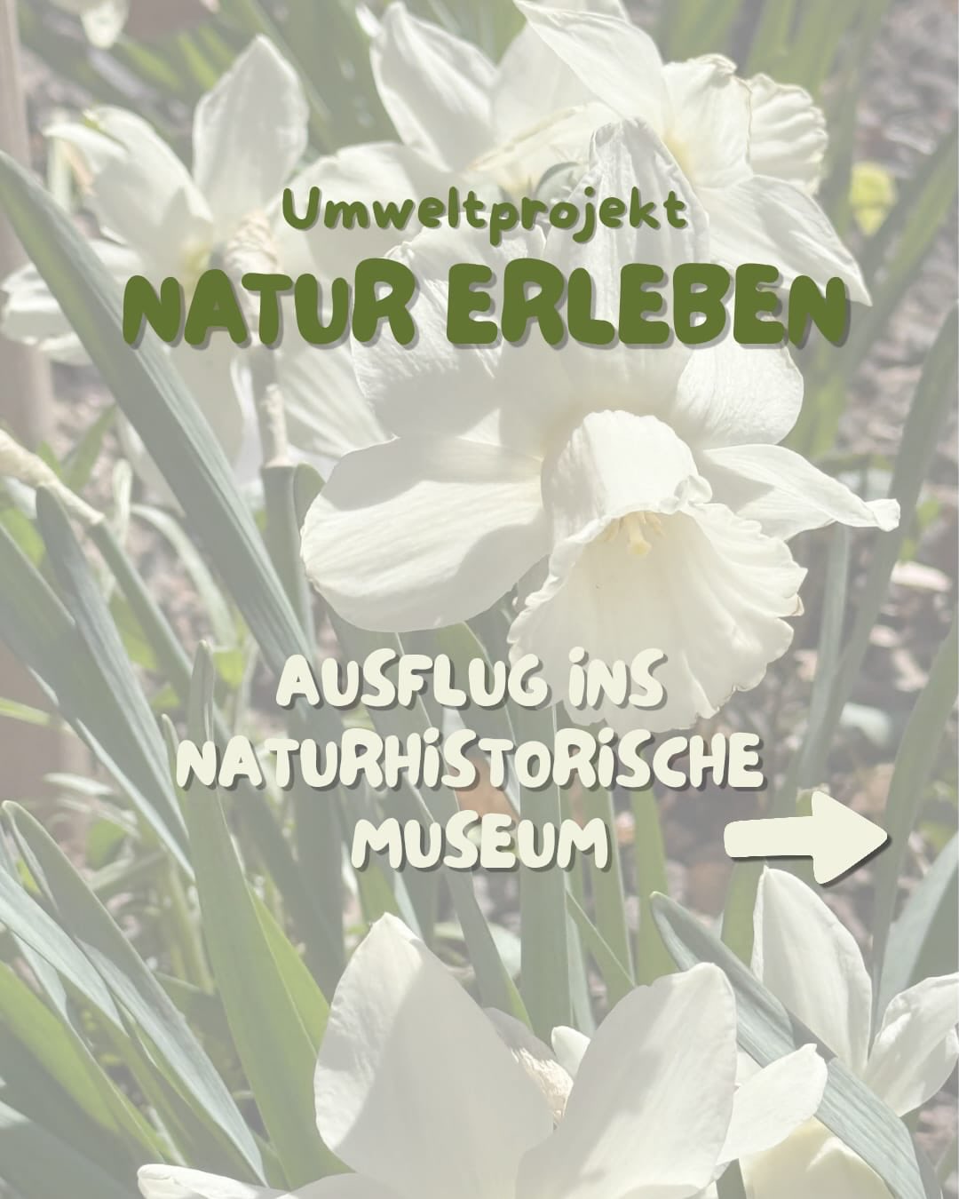 Letzen Samstag waren wir im Rahmen unseres Projekts „Natur erleben“ im Naturhistorischen Museum in Mainz.
Wir haben an zwei Führungen teilgenommen, „Heimliche Helden“ & „Verlorene Vielfalt“ und spannende Einblicke in die Welt der Umwelt und Tiere bekommen 🌎
Immer mehr Tierarten verschwinden, oft durch den Einfluss des Menschen, wie Umweltverschmutzung, Klimawandel oder die Zerstörung von Lebensräumen. Das zeigt, wie wichtig es ist, bewusster mit unserer Umwelt umzugehen.🌱
Ein Besuch, der definitiv zum Nachdenken anregt. 💭
.
.
.
#Jugend #NaturErleben #AktionMensch #Umweltprojekt #ABCMainz