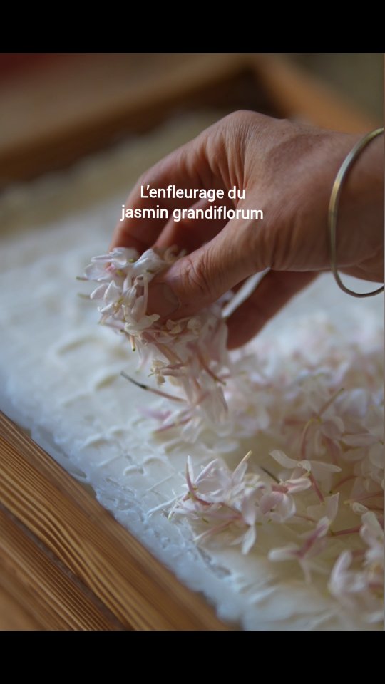 Jasmin en enfleurage, 28 jours de patience.
#parfumnaturel #shariniparfumsnaturels #enfleurage #jasmine #naturalperfume