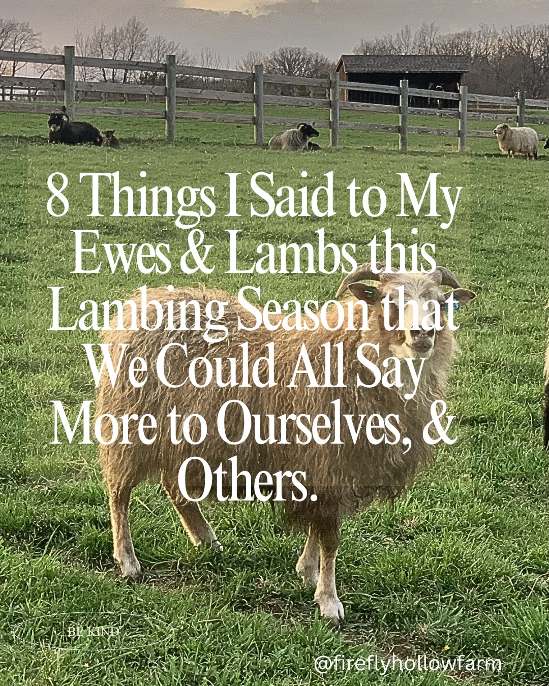 Positive affirmations lower the production of cortisol, & can eliminate the negative impact of chronic stress on problem-solving. They are excellent for encouraging animals, soothing shepherds under stress, raising self confidence in children, & encouraging everyone around us-including ourselves ♥️
#icelandicsheep #homesteadlife #shepherdess #lambsofinstagram #lambswool