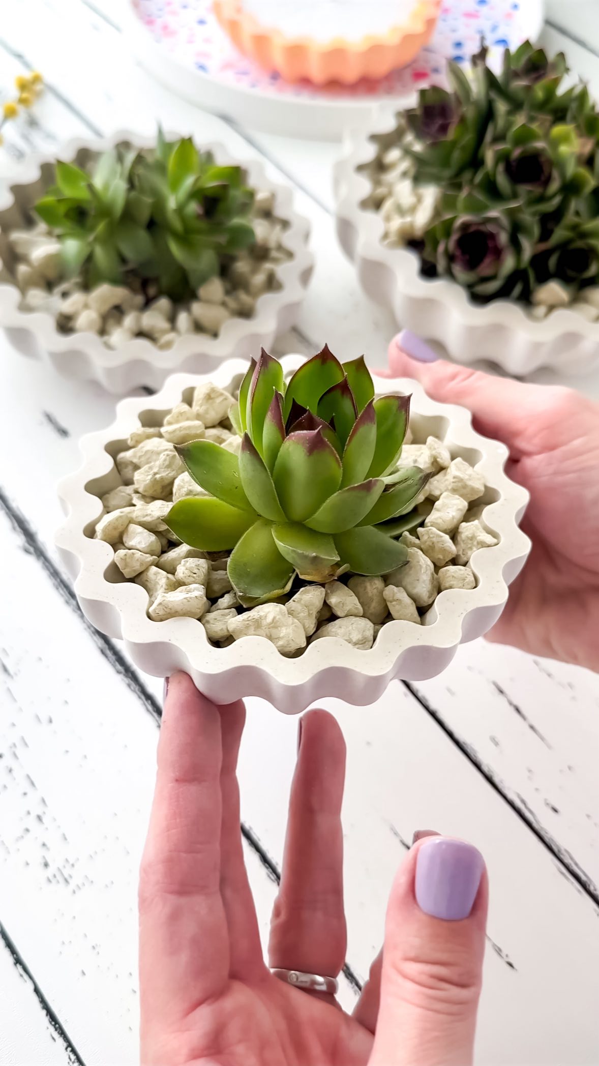 Diese Formen mit GiessMalFix gegossen machen sich ganz wunderbar als kleine Pflanzschalen ❤️
Ich liebe es einfach durch den Garten zu laufen, oder auf der Terrasse zu stehen und überall kleine selbstgemachte Kleinigkeiten zu entdecken 🥰 Gehts euch auch so? Mittlerweile habe ich garnicht mehr so ein großes Bedürfnis irgendwo Deko shoppen gehen zu wollen… weil ich vieles einfach mit wenigen Mitteln selber machen kann. Gehts euch da auch so?
Diese wunderschönen Sukkulenten (oder auch Dachwurz genannt) habe ich hinterm Haus auf einem alten Ziegel gefunden. Und ich finde die machen sich zusammen mit ein paar Steinchen richtig gut in diesen geriffelten Schalen.
Um stehendes Wasser zu vermeiden habe ich diese kleinen Platzhalter mit eingegossen.
Alle Materialien findet ihr im Shop von @allesfuerselbermacher ❤️
💌 Kommentiert mit „Garten“ und die Materialliste landet direkt in eurem Postfach.
#diy #garten #silikonform #handmade #sukkulent