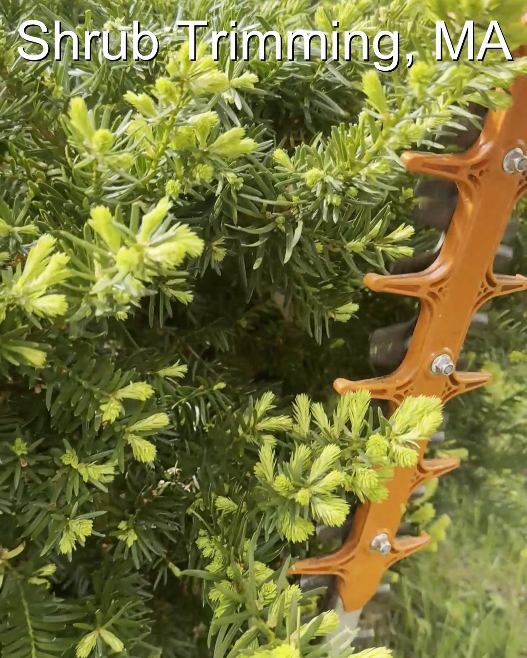 Shrub trimming. Tree & Shrub Care.
Spring Cleanup 2026.
Landscaping Southeastern, MA.
Call now for your free quote!
Spring cleanup
Bobcat services
Old overgrown shrubs removal
Planting
Shrub trimming
Mulch installation
Professional Landscape Design.
https://www.greengiantlandscaping.com/blog
Phone:
+1 413-406-9094
#springcleanup #mulching #landscaping #shrubtrimming #shrubpruning