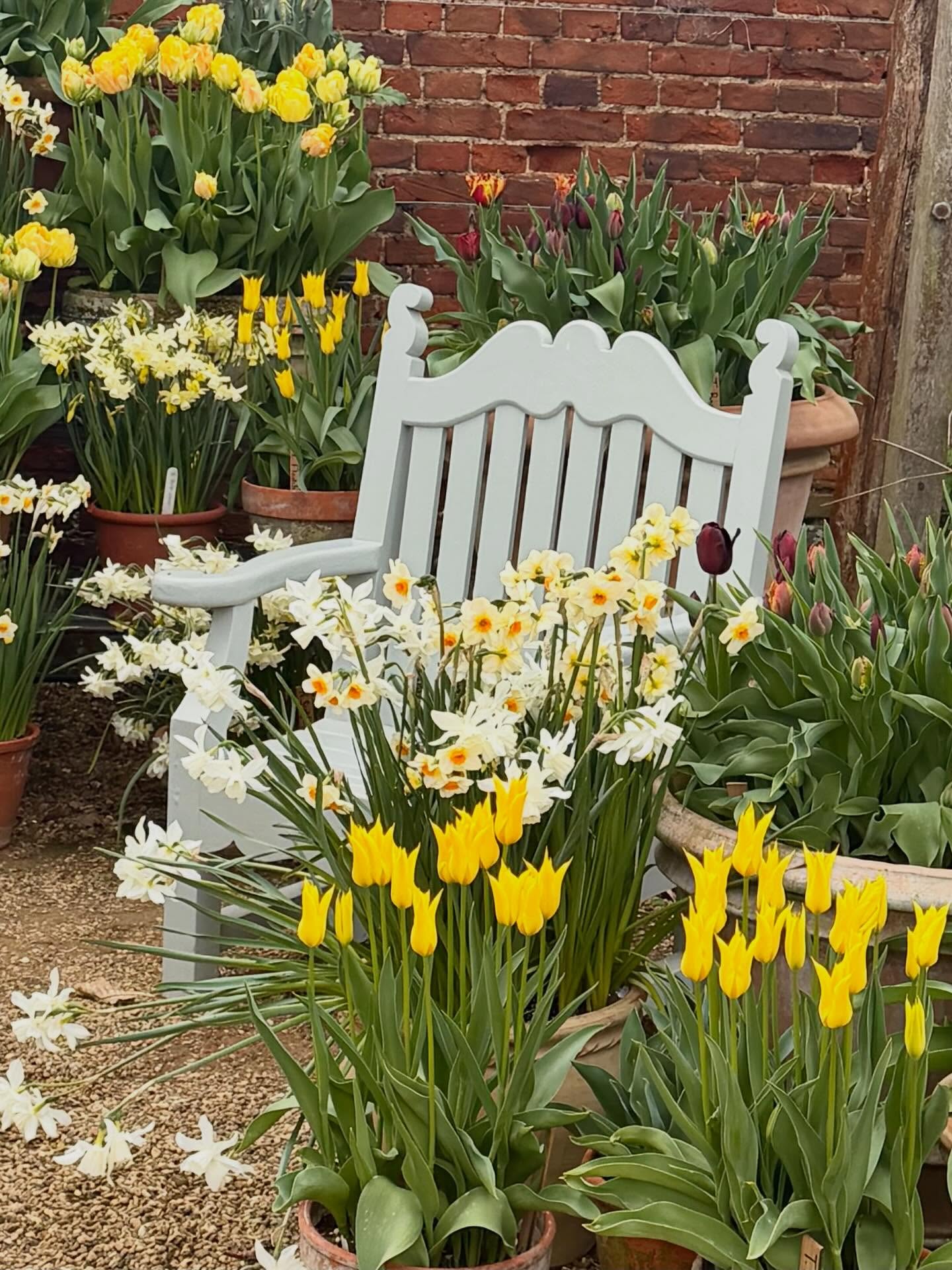 Tulips and narcissi from @peter_nyssen- come visit before they are all over!