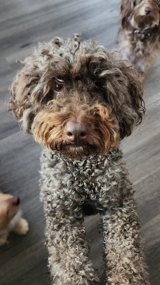 Pack an order with us! This one is off to the other side of the world where the weather is warming up... Dapper Dogs Collection... this is a walnut order. Size XS Cap, S Collar, matching Bow Tie and the Disposable Bag Holder.
Very popular - we're currently out of stock of size M in the walnut Caps, but they've been reordered!!! So we will have some more soon. I've also decided to have the caps made in 2 new colours after requests for a light beige wedding colour - so I'm doing it in both Nougat and in Nutmeg tweed! The matching collars (in large sizes) should be completed soon too, for Nougat and Nutmeg we currently have only size XXS but knew that had to change the minute they arrived they're so gorgeous😍. They have not been done in the antiqued bronze metal buckles but they will have antiqued bronze metal D rings and lighter toned colour matched buckles. So stayed tuned for when they're launched. I've also got more exciting caps coming too 🤗... gotta love when you design something and everyone else loves it too...
The Dapper Dogs Collection is available in this colour, as well as Claret and Granite. Caps sizes XS-XL and Collars XS-L. Check them out online at www.hendricksandmaple.com
#doghat #dogcollar #dogbowtie #dogaccessories #dogs