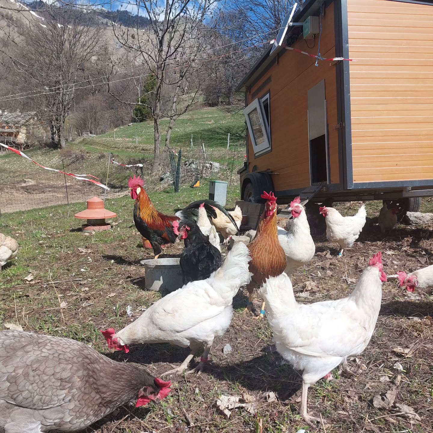 Nos poules sont heureuses de retrouver les champs à pâtures 😀
#poulebio