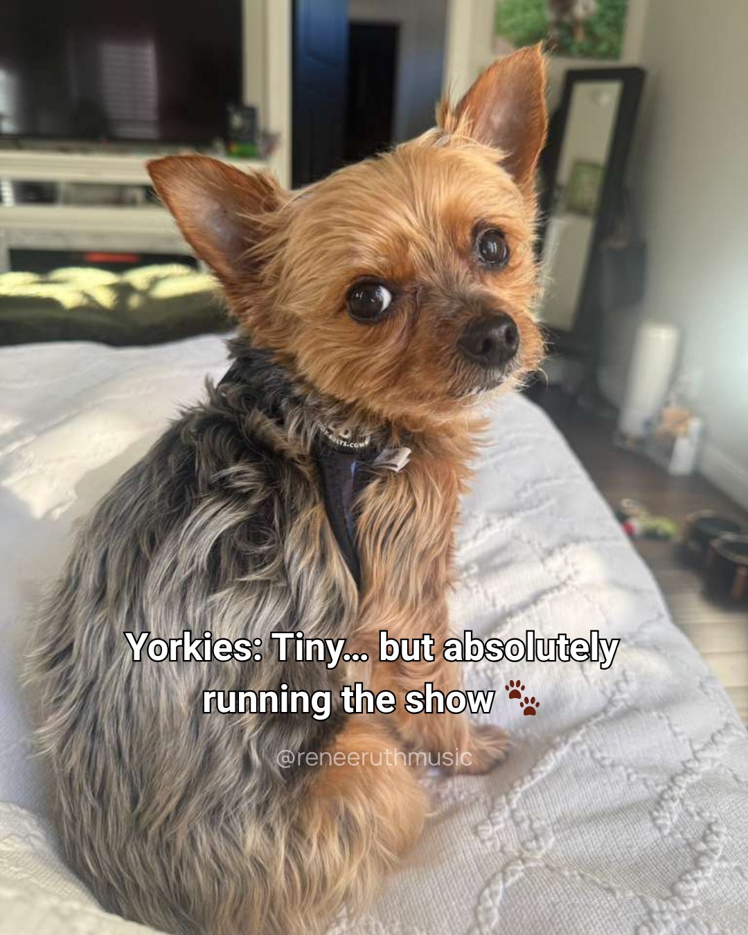 There’s having a dog…
and then there’s having a Yorkie.
Somewhere between the attitude, the loyalty, and the tiny “I run this place” energy… they completely take over your life (and you let them 😅).
Joshua?
He’s equal parts adorable… and CEO.
👇 Be honest—does your Yorkie run your house too?
#yorkielife #yorkiepersonality #smallbutmighty #dogmomlife #yorkielove #tinydogbigpersonality #petparents #doghumor