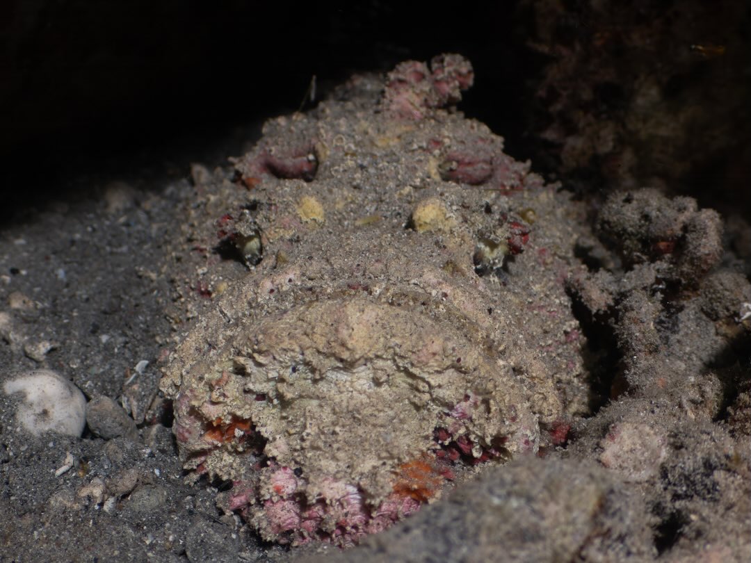 ๐๐๐ง๐ ๐๐ซ ๐ก๐ข๐๐ข๐ง๐ ๐ข๐ง ๐ฉ๐ฅ๐๐ข๐ง ๐ฌ๐ข๐ ๐ก๐ญ!
Letโs preface this post with our firm belief that every ocean critter has its place, even the ones that can cause very severe injury or worst case death.
This is one of those species โ the Reef Stonefish (Syananceia verrucosa) considered to have one of the most deadly poisons of any fish. In all our years of diving out here at Havanah Harbour we have seen 2! Now we are sure they are there all the time, but spotting them is another matter altogether!
Check out the photos showing just how amazingly camouflaged this fish was โ and this is a BIG stonefish!!! We found it accidentally โ we were photographing an octopus living in a tube and noticed an odd shape on the sand between two blocks just below us (a few centimetres away) โ sure enough there were two hidden eyes staring into us.
This really emphasises the need to take care, especially in shallow environments where these type of fish will take up residence. Wear shoes, shuffle your feet when entering the water. It is also a great lesson to divers โ donโt touch the bottom - be situationally aware!!
Like most fish stings the immediate treatment is immersion in very hot water then, particularly for stonefish seek urgent first aid. Do not underestimate the power of stonefish venom!
This fish was so impressive we went back for a second dive on the same day (December 21st), and recently found it again hiding between two giant clams.
All part of natureโs plan and another great example of taking your time to observe when diving!
Cheers
John Warmington
#UnderwaterPhotography #divevanuatu #stonefish #marinelife