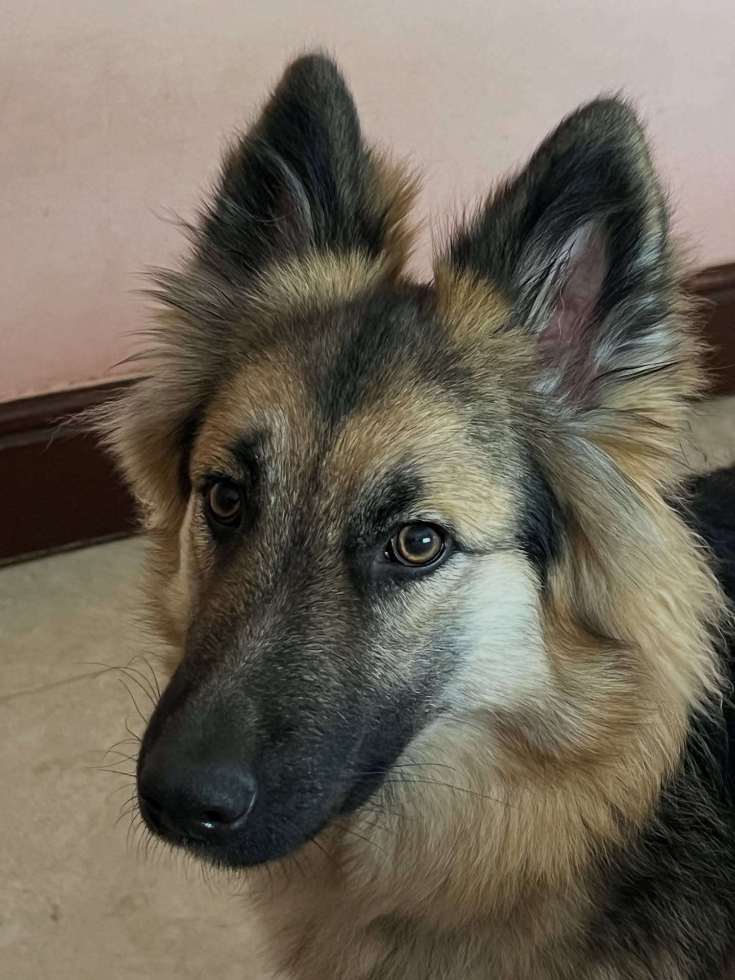 The stunningly gorgeous face of our girl Blondi ❤️🐾☺️
#swishsheps #shepherddog #shepherddogs #germanshepherd #breakfreefromthekc