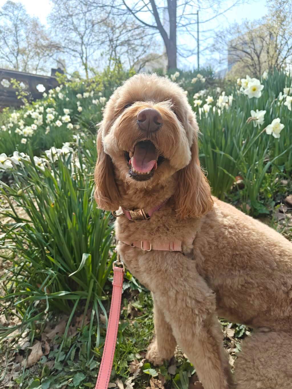 Blooming into brighter days ☀️🌷🌷🌻🌷🌷
#dogsofallboroughs #goldendoodle #goldendoodlemoments #dogsofnyc #springlove