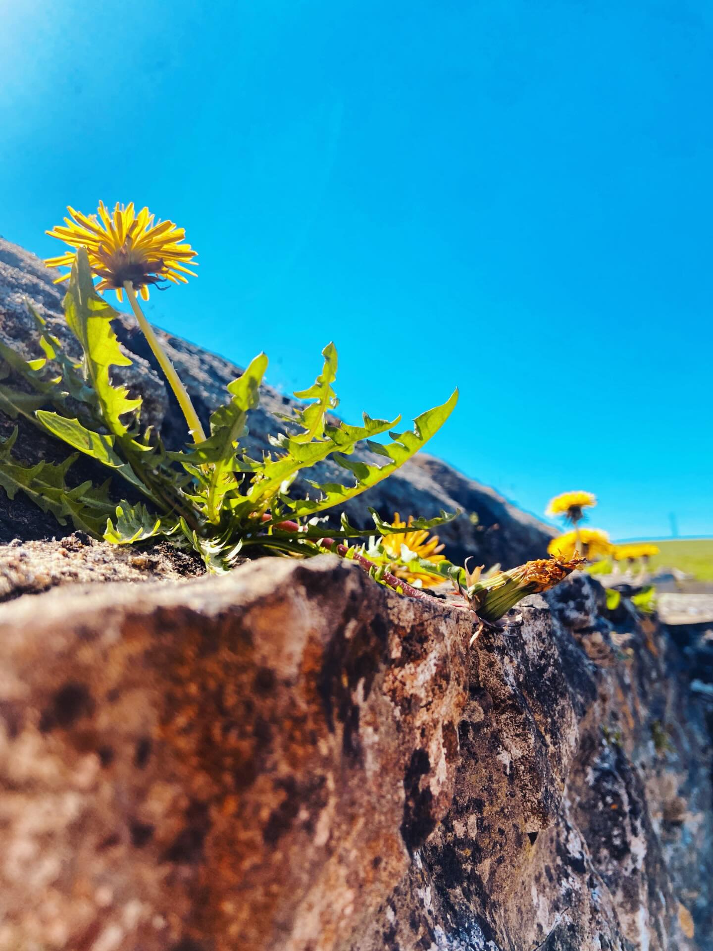 “Bloom where you are planted” 🌱
.
.
.
#comeasyouare #inspirationalquotes #dandelionphotography #beautifulweed #magicinthegrass