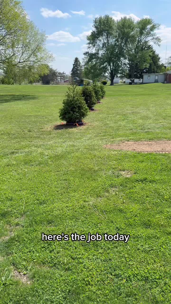 Tree time!