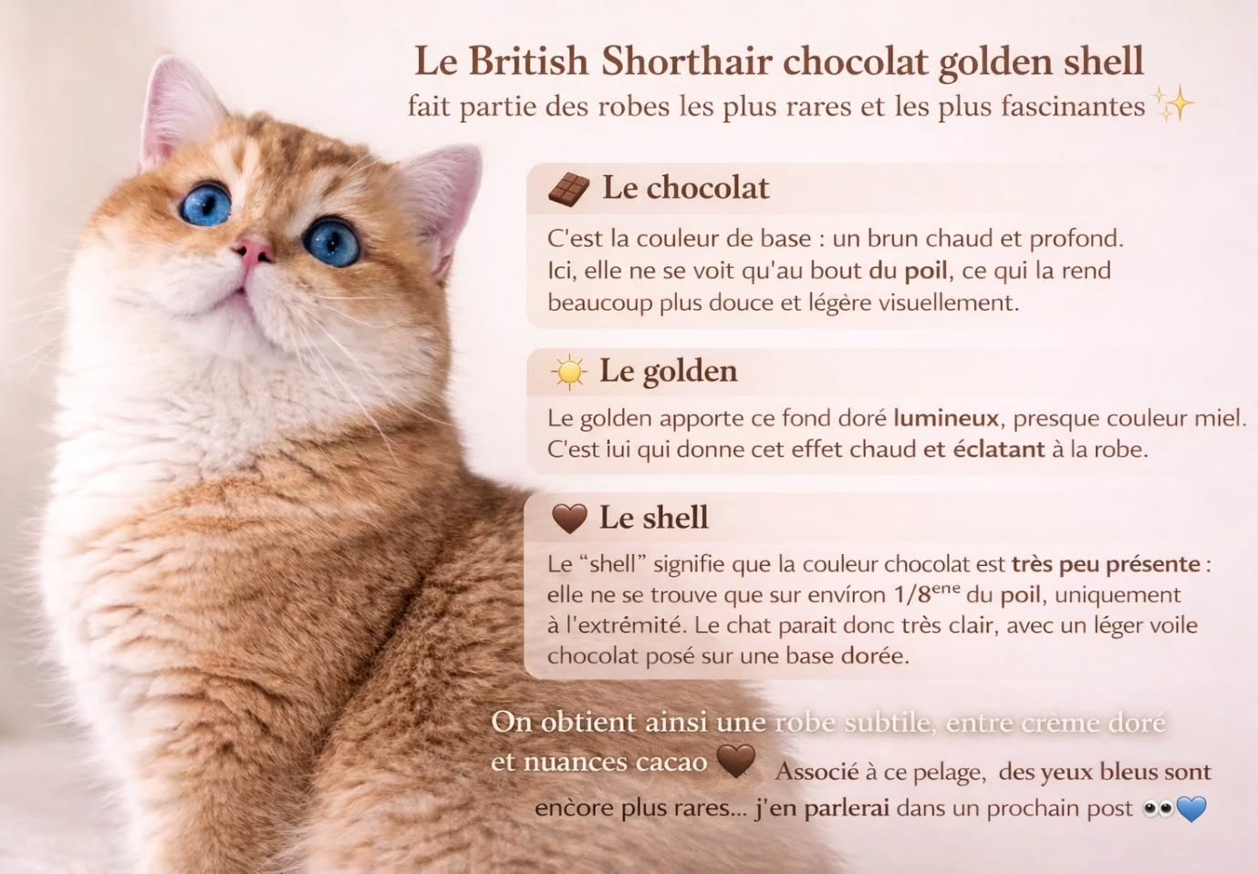Nesquik, notre mâle chocolat golden shell aux yeux bleus dominants vous explique sa robe ! 🤎
Vous aimez ces notes gourmandes et lumineuses ? 🍫✨️