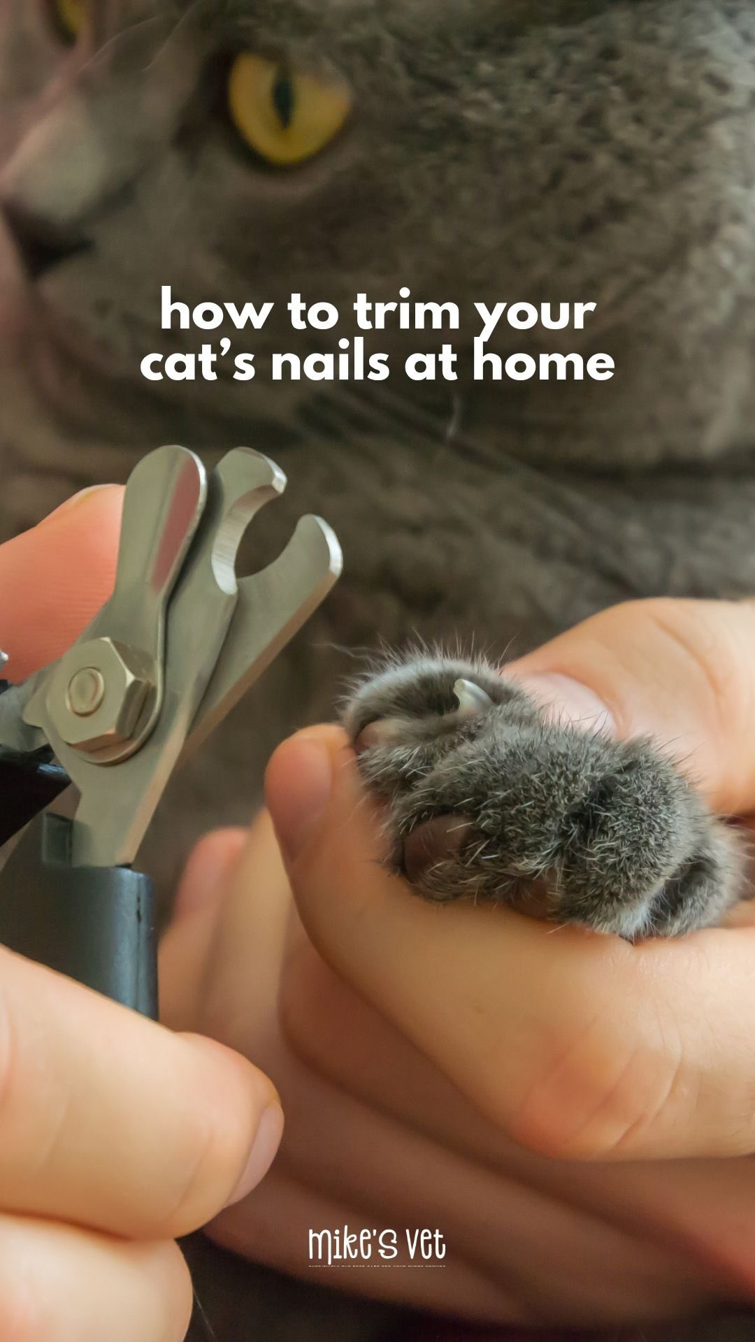 Last time we showed you how to give your cat a pill, now Nilan is showing you how to safely trim their nails!
Is your cat as calm as Thomas? 😅🐾
@mikesvetdxb
#catlife #felinehealth #catagram #catvideo #vetmedicine