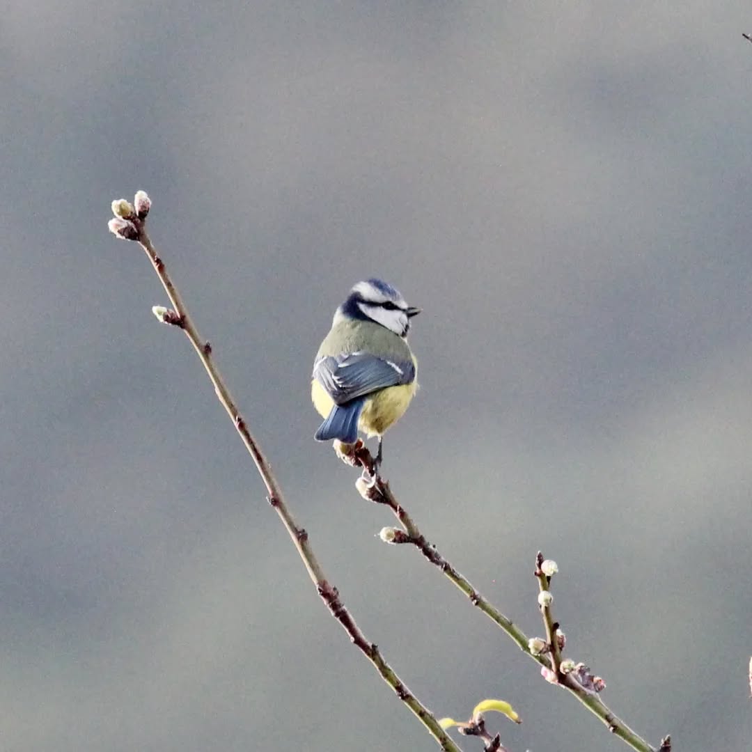 Blue tit.
#islandwildlife #kefaloniawildlife #kefaloniabirding #guidedwildlifewalks #bluetit