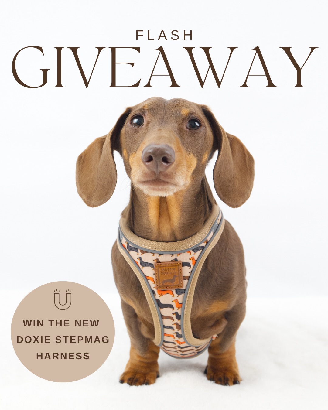 ⚡️ FLASH 24 HOUR GIVEAWAY 🎉 CLOSED - winner @thedaxietrio_
WIN our new Doxie StepMag Harness. The quieter, calmer and stronger harness designed for dachshunds 🌭
👉 Swipe to find out more!
🚀 Launching 17.05 (tomorrow!) @ 6pm
You know the drill…
• Like, save & share this post
• Tag your sausage besties
• Make sure you’re following us
IMPORTANT (read this bit, sausages):
• Open internationally 🌍
• Closes 17.05.26 @ 5pm
• Winner announced on our stories via @sausagedogbox (watch out for pesky scam accounts 👀)
• Not sponsored, endorsed or associated with Instagram
• Open on Facebook too, feel free to enter on both platforms!
Good luck, sausages! 🤗
#giveawaytime #win #dachshundsofinstagram #dogharness magneticbuckle