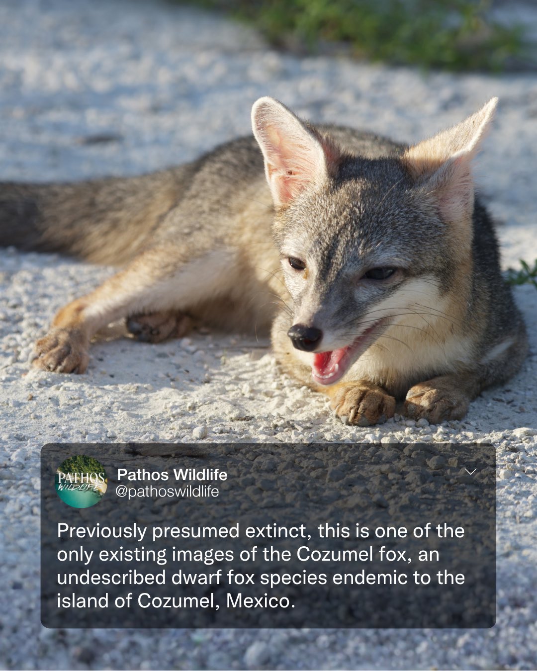 Follow along for updates on this current project. ๐ฆ
#WildlifeConservation #Cozumel #Foxes #Wildlife #PathosWildlife