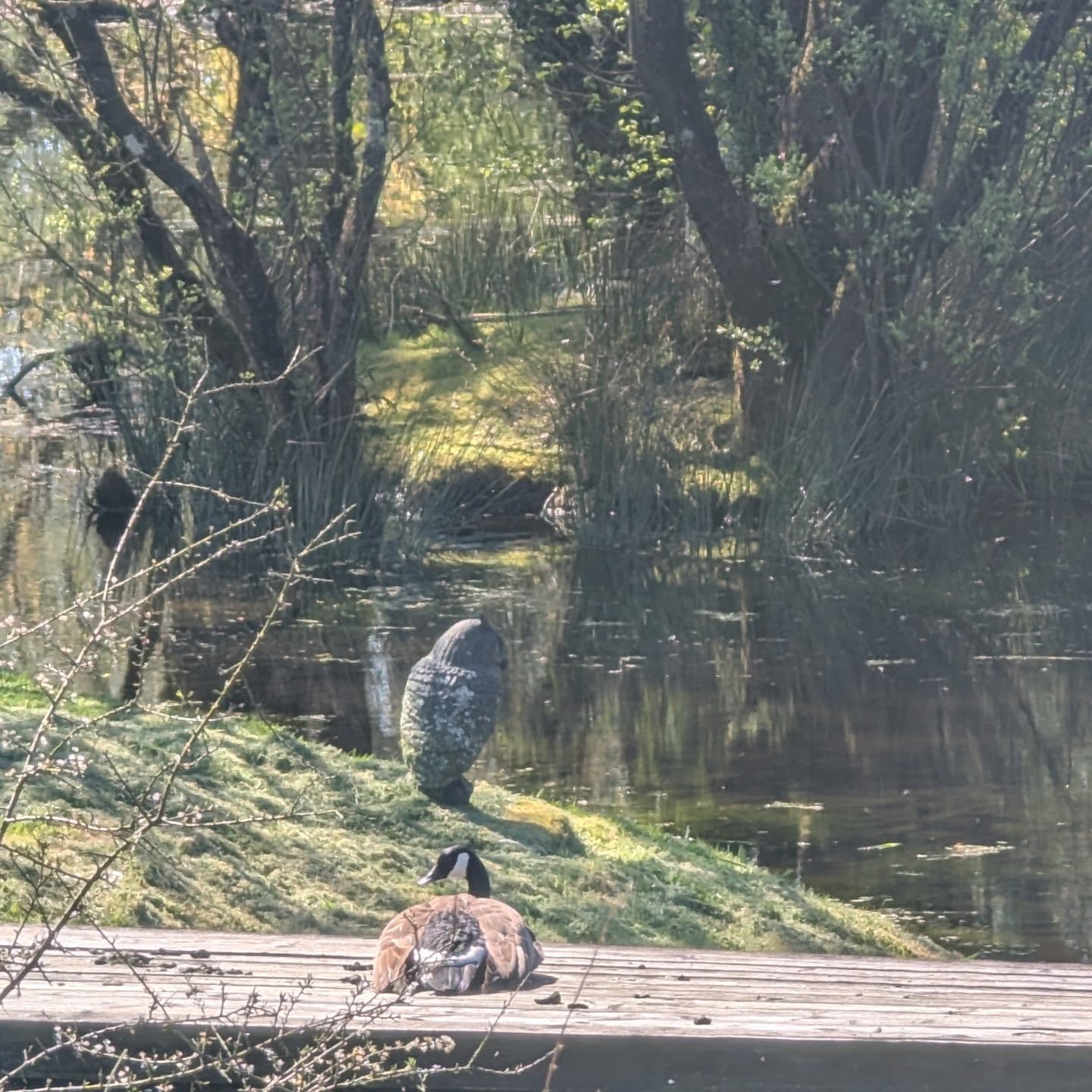 Peter Pan waiting patiently for the Goslings to hatch 🐣
.
.
..
#canadiangeese #goose #wildlife #countrylife