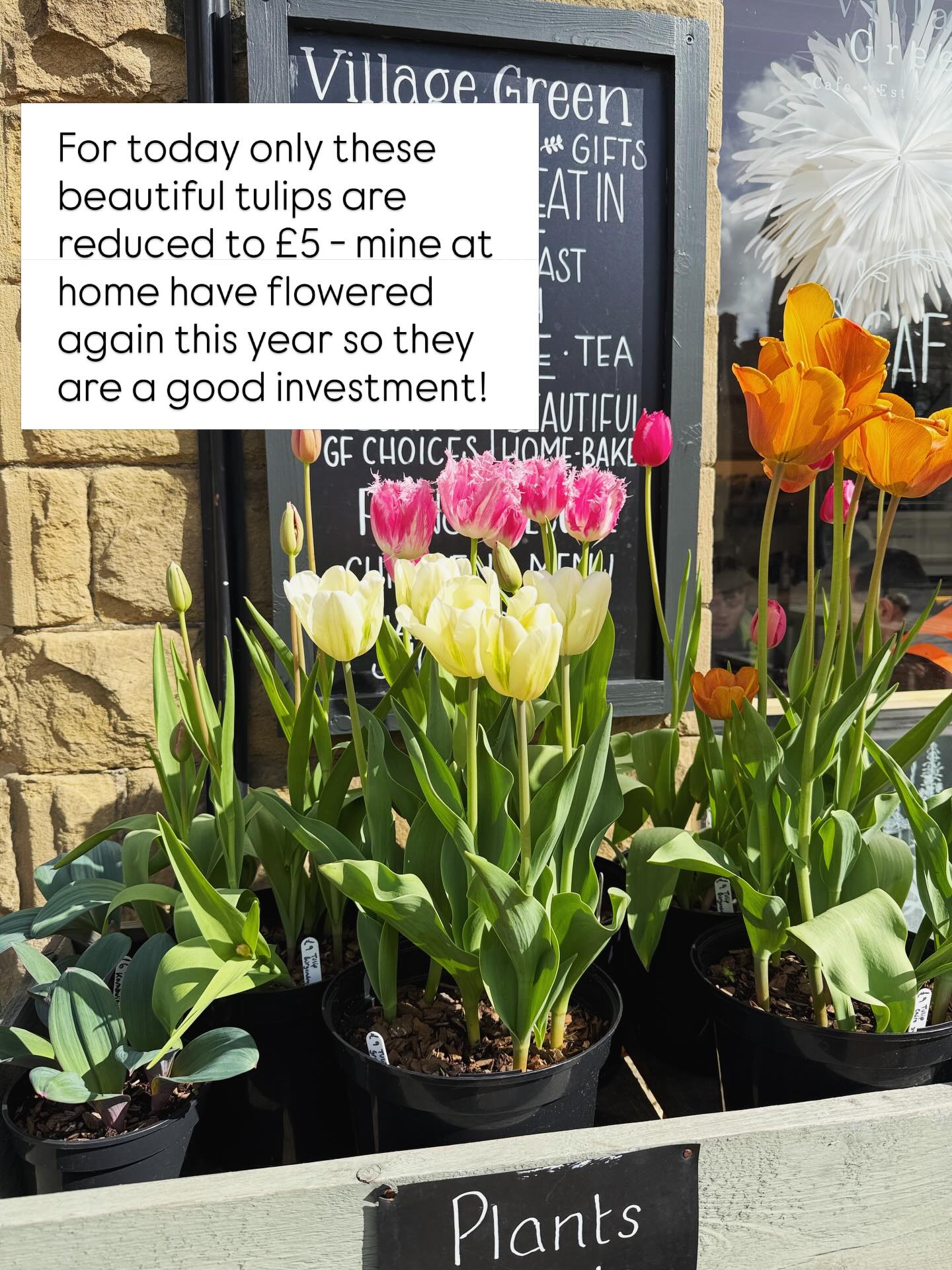 Tulips offer - these huge pots are just £5 today - they are beautiful and definitely bring joy!
#springgardening #tulipsforsale