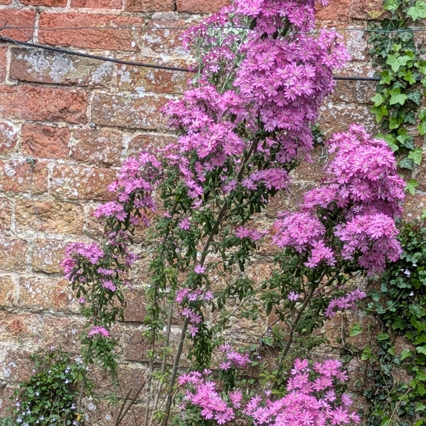 In your face..
Olearia phlogopappa 'Combers Pink'
Clianthus puniceus.
Both standing about 6' high and borderline hardy here.