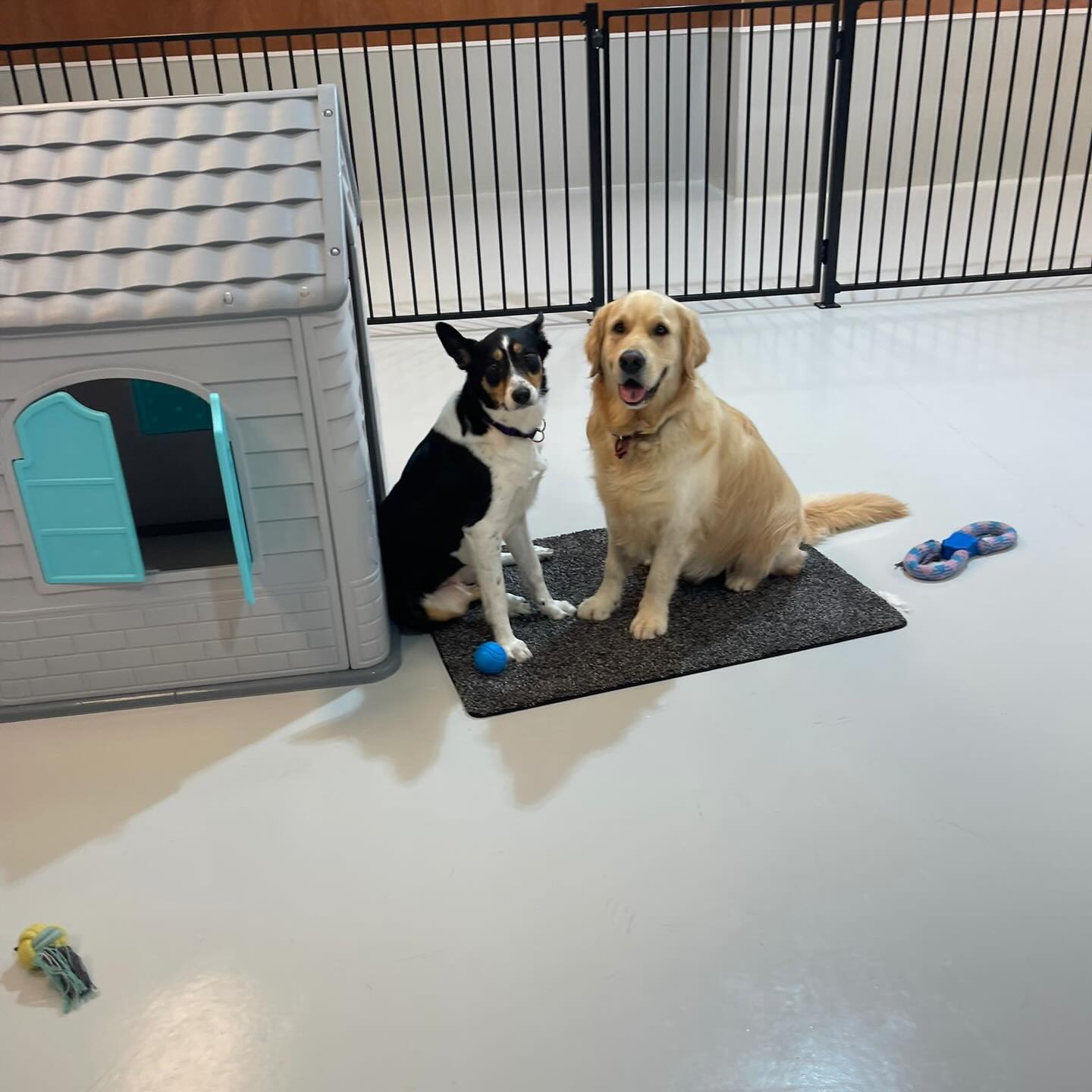 Tuesday fun part 1 🥰🥹💛🐶🐾
.
.
.
.
.
.
#dogdaycarefun #aucklanddogs #funtimes #wooflandnz