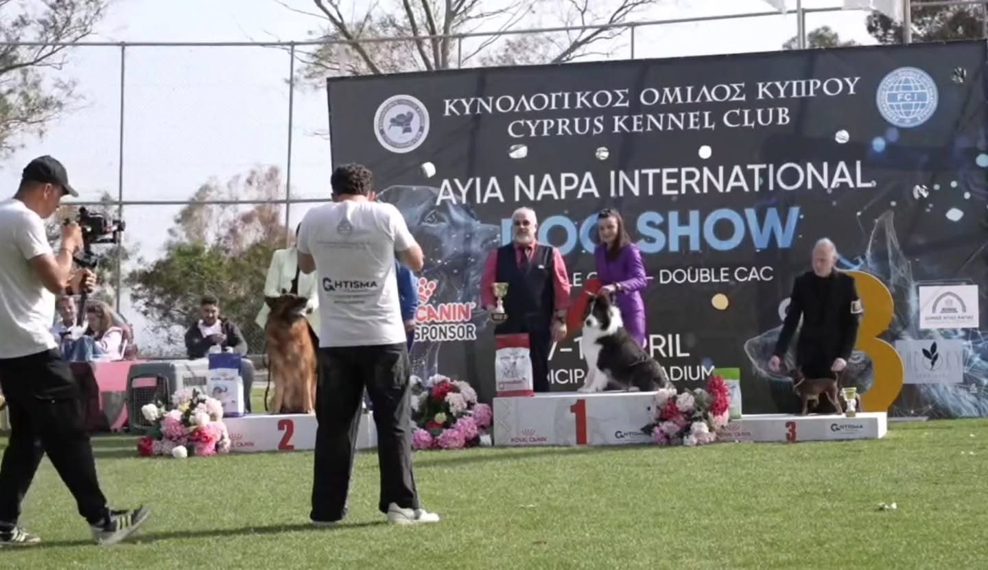 ✨ What a weekend to remember! ✨
At the Ayia Napa International Dog Show 🇨🇾,
we had incredible results,
but this post is all about celebrating
a very special boy… 💙
🏆 DANTE (Gallant Greyson od Cidliny)
What an unforgettable retirement show weekend:
🏆 Day 1
🔥🔥✨ VETERAN BEST IN SHOW ✨🔥🔥
VBIS Judge: Mrs Myriam Vermeire
🏆 Day 2
🔥🔥✨ VETERAN BEST IN SHOW ✨🔥🔥
✨ Group 3rd ✨
VBIS Judge: Constantinos Andreou
Group Judge: Myriam Vermeire
🏆 Day 3
🔥🔥✨ VETERAN BEST IN SHOW ✨🔥🔥
VBIS Judge: Savvas Hadjisavvas
🤩 3x Veteran Best in Show in 3 days!!!
An incredible way to close his show career, we couldn’t have asked for a more perfect retirement.
This post is for celebrating our little guy and the amazing legacy he leaves in the ring. 💙
✨ Also a proud moment for Gaara
Unleashed Borders Dress to Impress, who opened her junior titles at this show and earned BOS 👏
We will be doing a full, more personal post dedicated to Dante soon… but for now:
🎉 A huge celebration for his retirement and finishing on such an unbelievable high! 🎉
Powered by
🎀 Fokia Pet Specialty Brands @fokiapetcy
🎀 Eukanuba CY