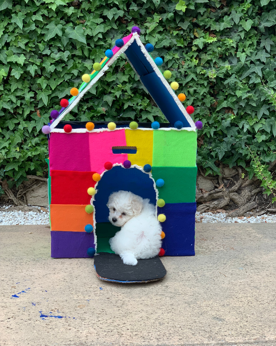 From Amazon boxes to Buttercup’s dream den 🐾📦 Three DIY cardboard dog houses that cost zero dollars and last. Tap the blog for step-by-step tips, materials, and photos. Link in Bio #DIYDogHouse #CraftyPets #DogLovers #Upcycle #HomeMade