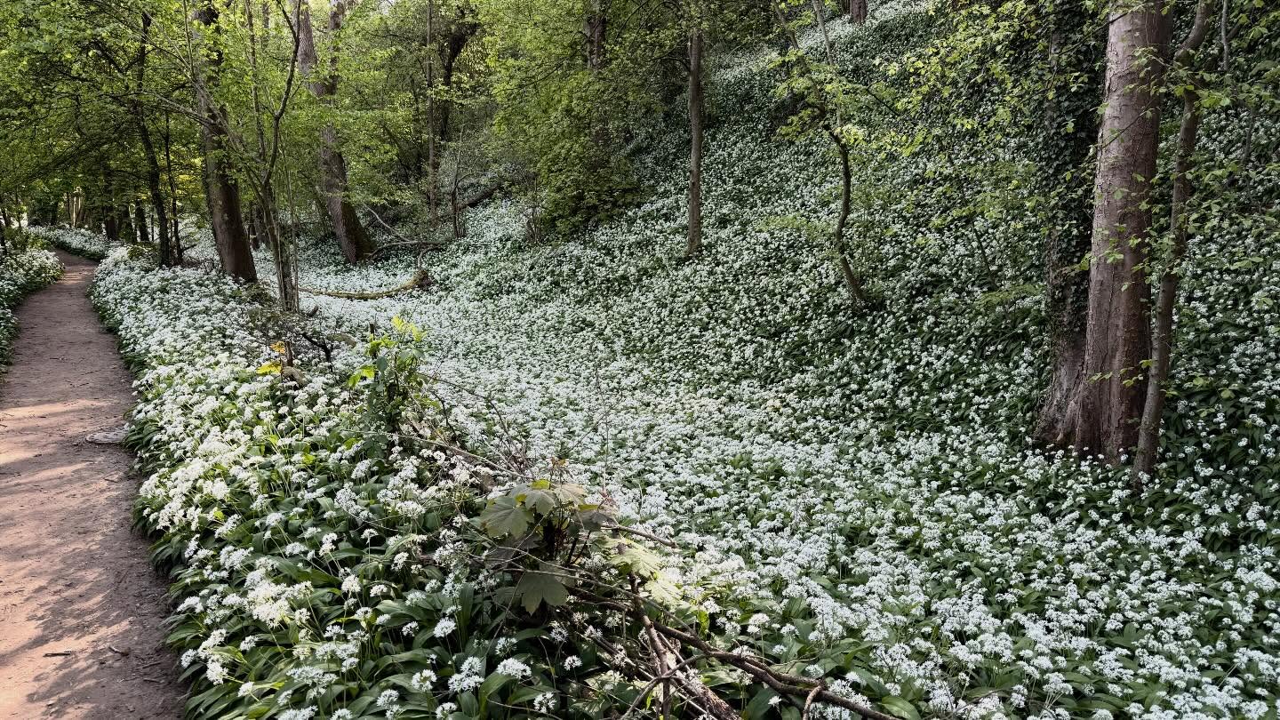 The Wild Garlic is in full bloom on the bed of the disused Somerset Coal Canal. Take a breath, the aroma is so pungent. If you fancy a walk in Bath, just get in touch