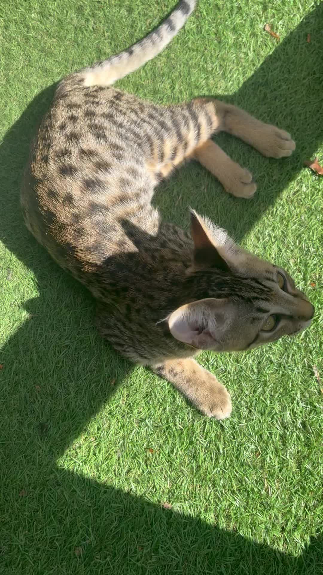 Remy enjoying the sunshine ☀️