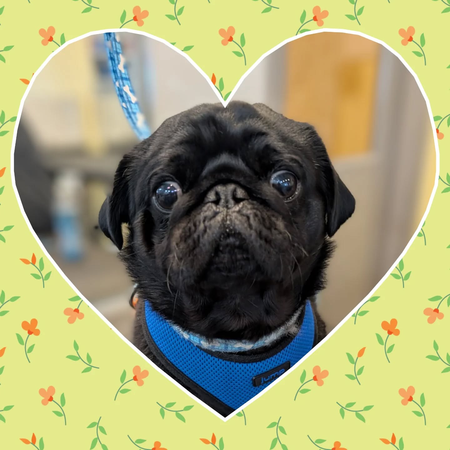 This guy is perfection