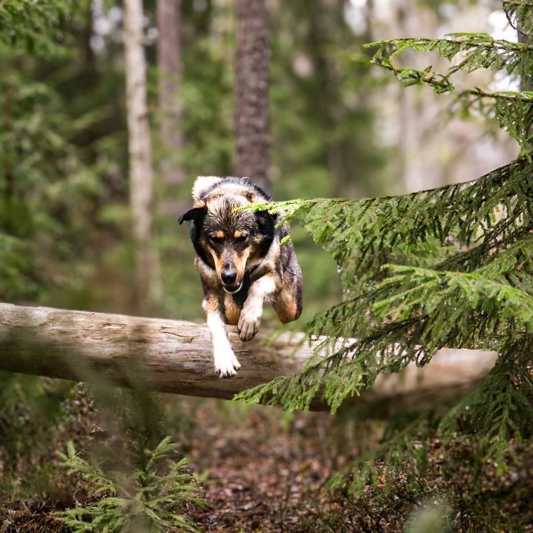 Endelig tid for vårlige skogsturer 🌲 men naturen kan by på noen utfordringer:
🐕🦺 Husk båndtvang
🪳Sjekk for flåttbitt etter turen
💧Stillestående vann kan inneholde bakterier, unngå at hunden drikker det
🐍 Hoggormen er aktiv igjen, vær forsiktig i solvarme områder
Ha en trygg og god tur! 🐾