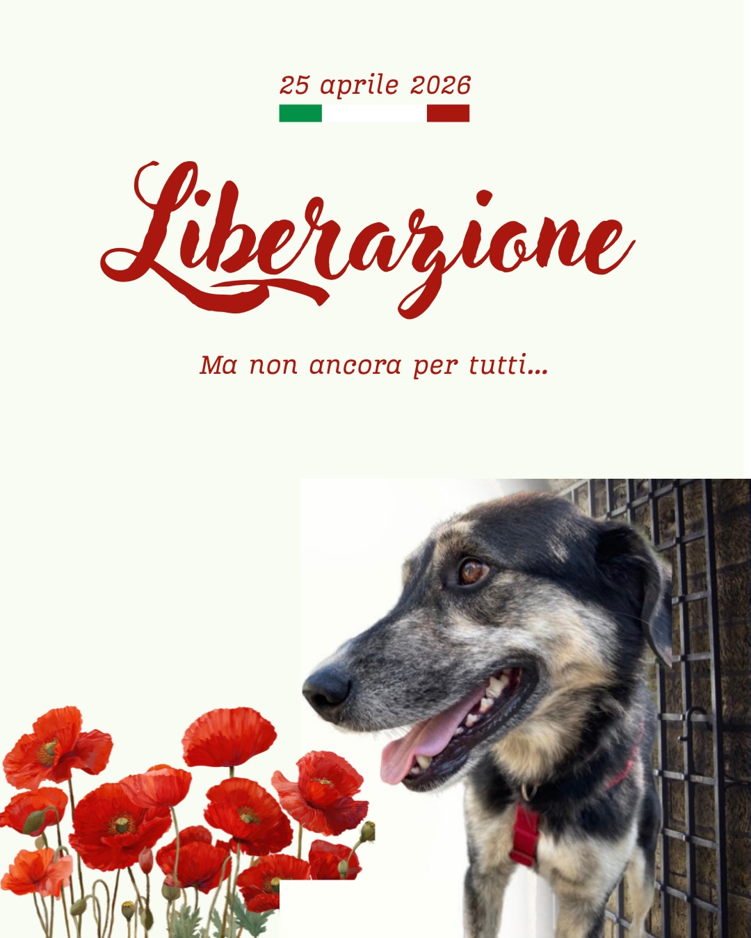 25 aprile 🇮🇹
Oggi celebriamo la libertà.
E mentre fuori si ricordano conquiste importanti, qui in canile ci sono anime che aspettano ancora la loro: la libertà di correre, di essere amate, di avere una casa.
La libertà non è solo un diritto umano.
È anche uno sguardo che si apre, una coda che torna a muoversi, una porta che finalmente si chiude… ma per sempre, dietro di sé.
Adotta. Cambia una vita.
Oggi più che mai. ❤️🐾
📖 Acquistando il mio libro “UN CANE FELICE”, edito da @giacovelli_editore , una parte del ricavato sarà interamente devoluta all’ @associazione_buoncanile_odv .
#25aprile #festadellaliberazione #libertà #adottanoncomprare #canile