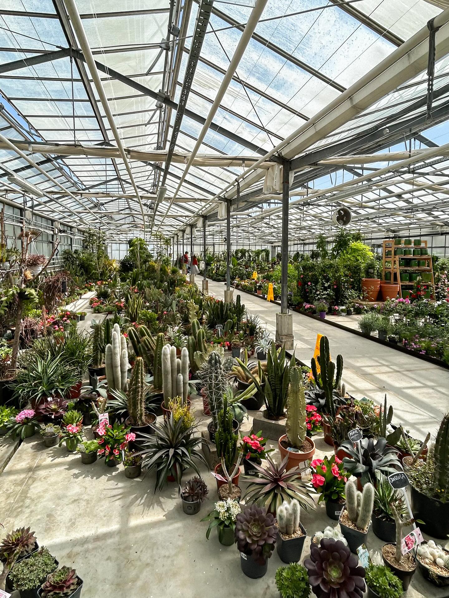 Quelques images de nos serres en ce moment đ
đȘŽ Le jardin de tous
âïž 05 59 03 73 52
đ15 rue de Louillot, Anglet