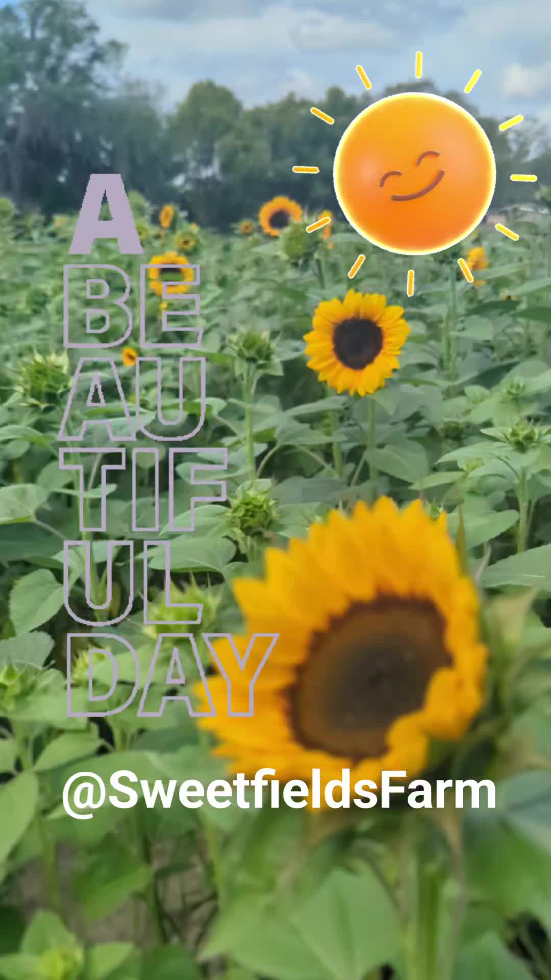 You have got to experience this. It is always a beautiful day out in a field of flowers. A must do @SweetfieldsFarm
#sunflowers #thingstodo #upickflowers #bestfarm #TopFarm
