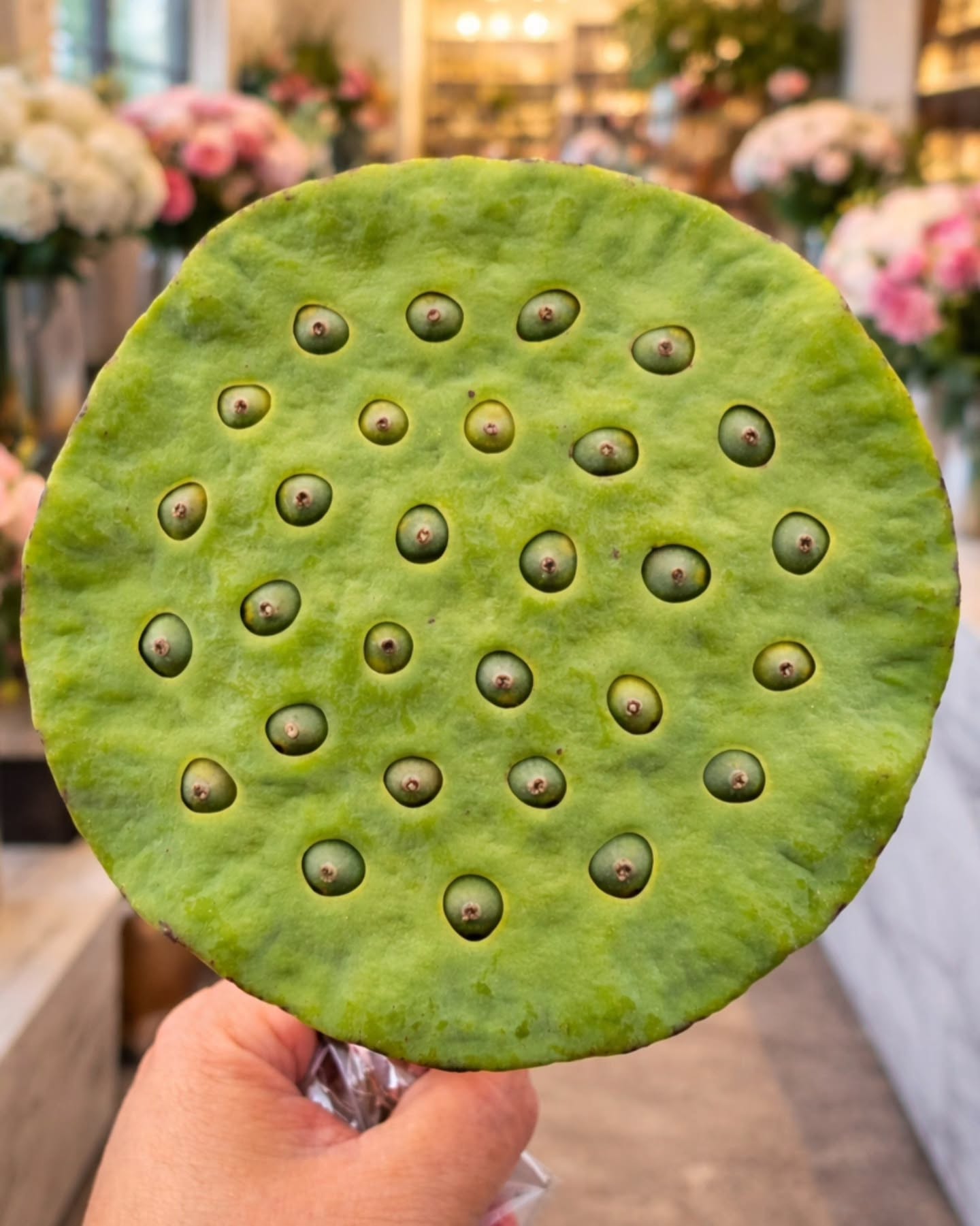 ¿Dónde comprar arreglos florales con flor de loto para un regalo original en Polanco CDMX?
Cuando buscas un regalo original, los detalles poco comunes marcan la diferencia. Los arreglos florales con flor de loto destacan precisamente por eso: su forma única y su presencia generan una impresión inmediata.
En Florilegio MX desarrollamos composiciones en Polanco CDMX donde la flor de loto se integra como un elemento central, aportando textura, contraste y un carácter distinto a lo tradicional.
Es el tipo de arreglo pensado para quienes quieren regalar algo diferente, con intención y una estética que no pasa desapercibida.
Más que un arreglo, es una pieza que combina diseño y significado en un solo gesto.
Entregas en Polanco, Lomas de Chapultepec, Bosques de las Lomas, Santa Fe, Condesa, Interlomas y zonas exclusivas.
#FlorDeLoto
#RegaloOriginal
#FloresExoticas
#PolancoCDMX
#florilegiomx