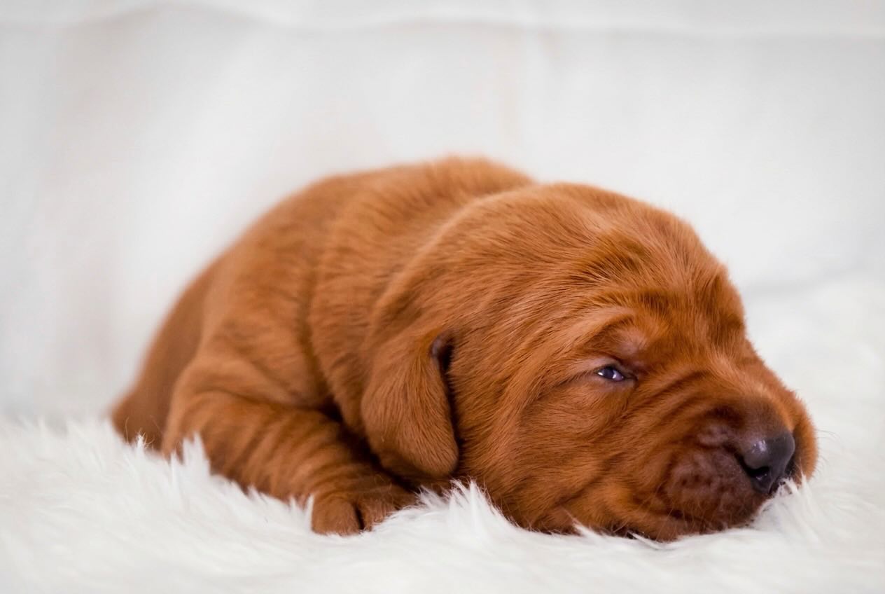 Don’t you just adore a fox red puppy… 🧡
Introducing Knox × Icon - the most stunning fox red litter — where elegance meets the sweetest new beginnings. Rich fox red tones, tiny paws, and futures as bright as their exceptional lineage… these little ones are already stealing hearts.
A truly special pairing, a truly beautiful start. ✨
Supported by @axels_elixir right from the very beginning
#puppy #foxredlabrador #SilveraceLabradors #NewBeginnings #labrador