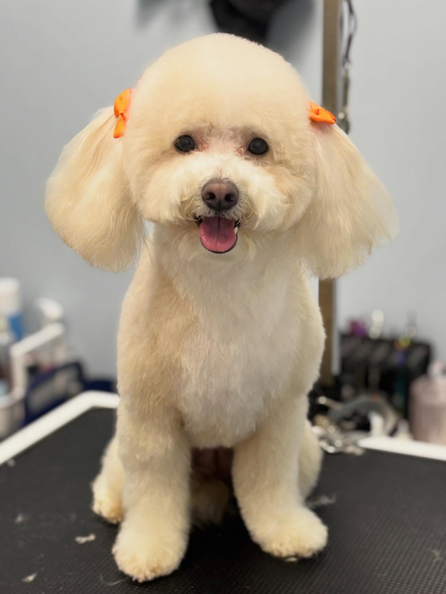 Missi β€οΈ
#doggroom #teddybear #dogsofinstagram #doglovers #adorable