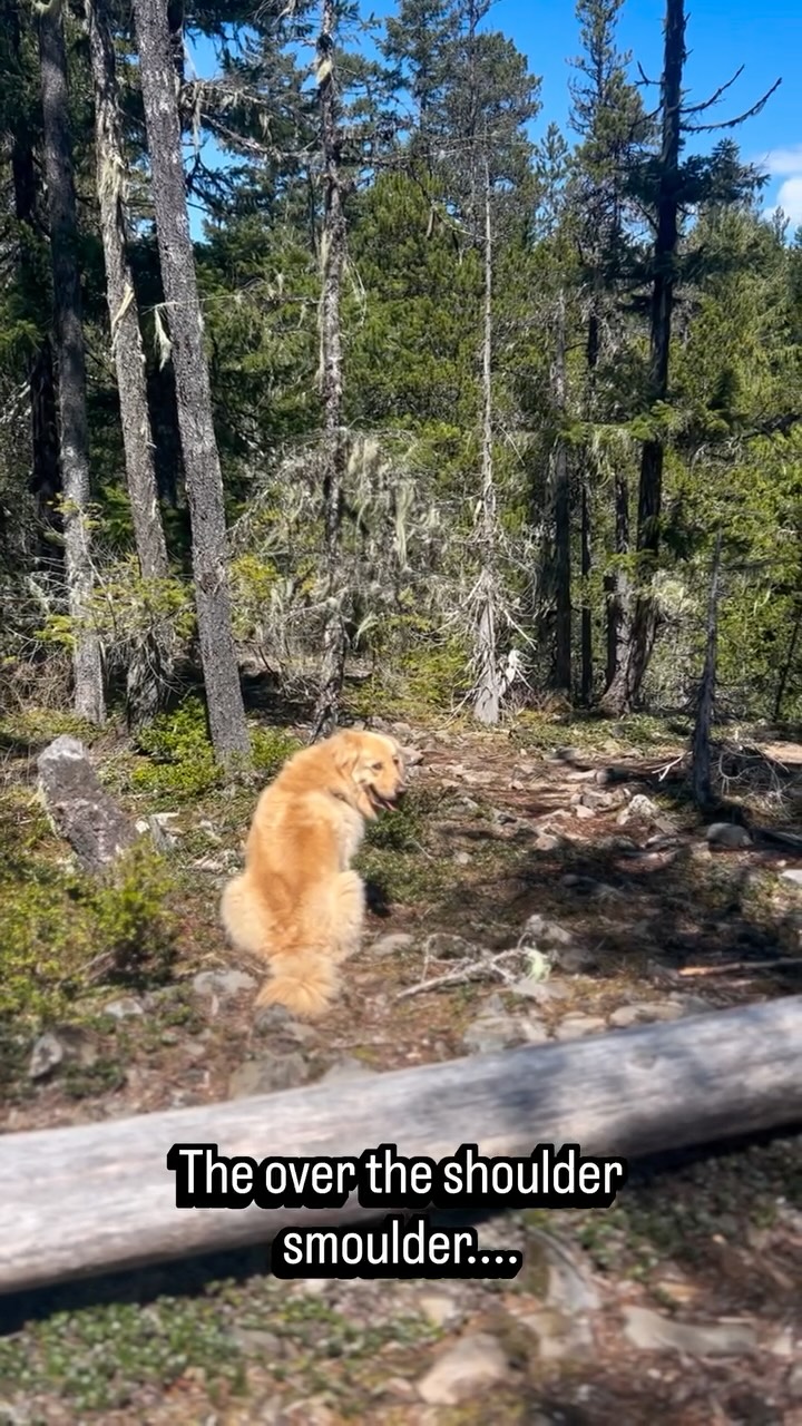It takes years of hard work & dedication to achieve this level of adorable but @mrbookerpup has absolutely nailed it. No surprise there, the handsome devil 🤪
#biscuitspetcare#dogwalker#hikingwithdogs#goldenretrieverworld#adorable