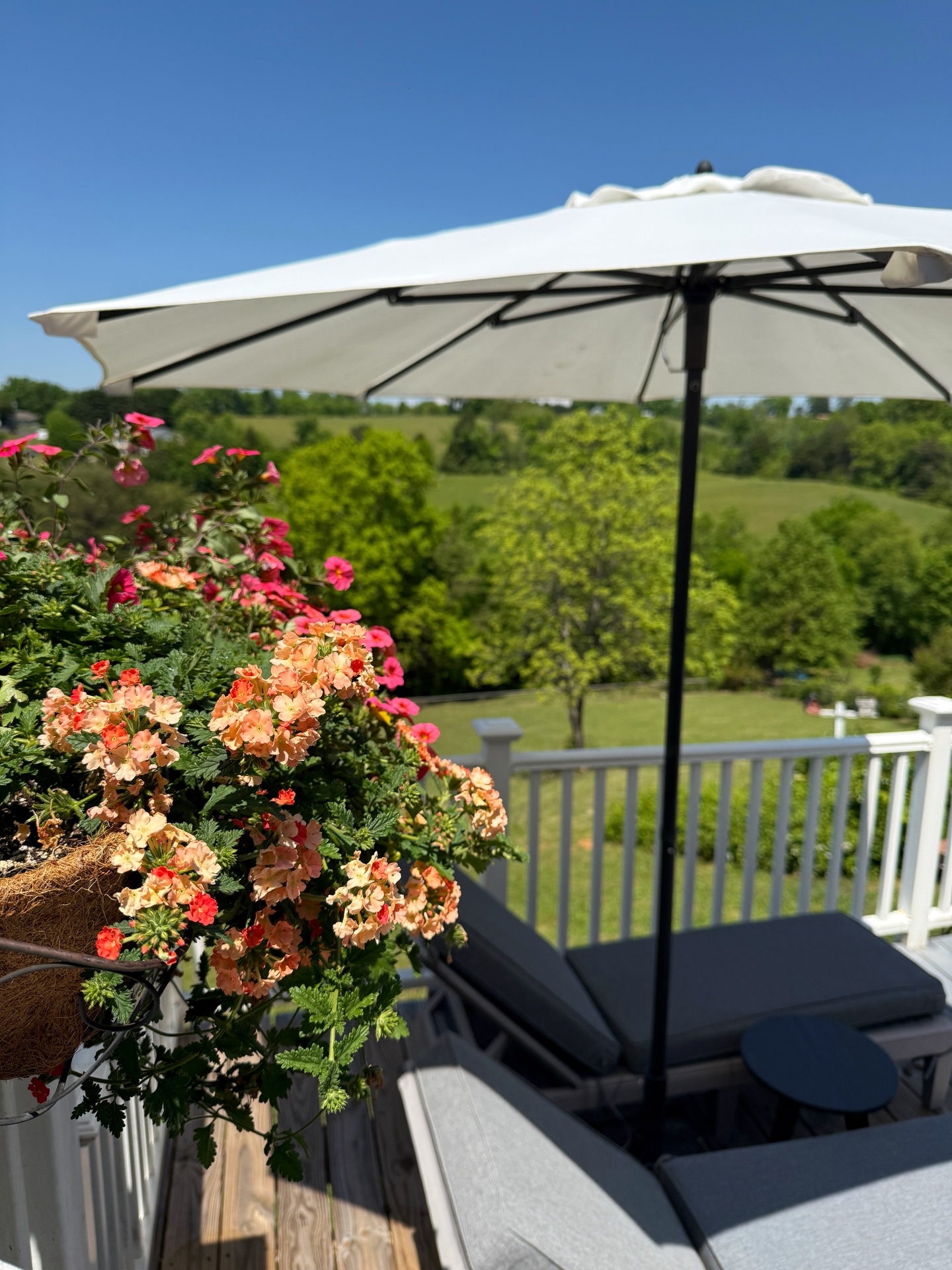 Signs of spring here in East Tennessee. 🌸 Not pictured: 1) the squirrel digging up the flower beds. 2) the insane male mockingbird squawking from 1-3 am outside our bedroom window. 3) me chasing away said mockingbird in my pajamas. Happy spring.