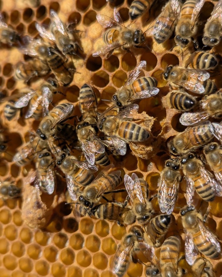 Chewed down queen cells.
#queen #beekeeping #swarms #queencells #beekeepinghowto