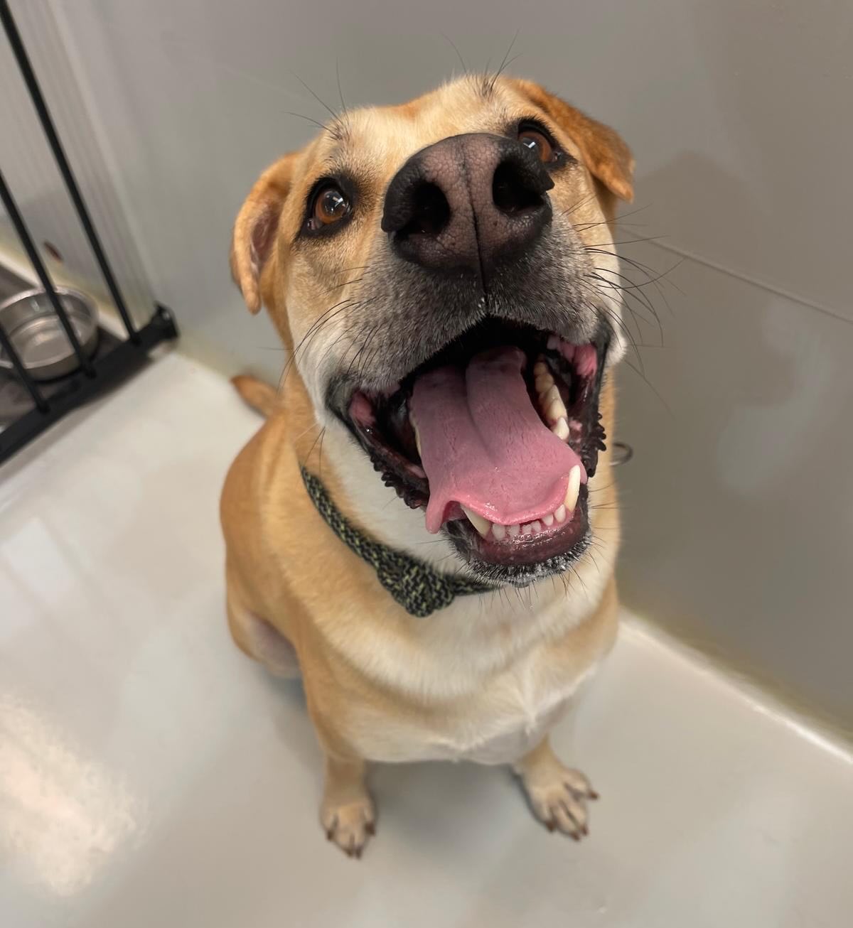 Wednesday fun 🥰🐾🐶🥹
.
.
.
.
.
.
#cutedogs #nzdogs #aucklanddogs #doggydaycare #dogcare