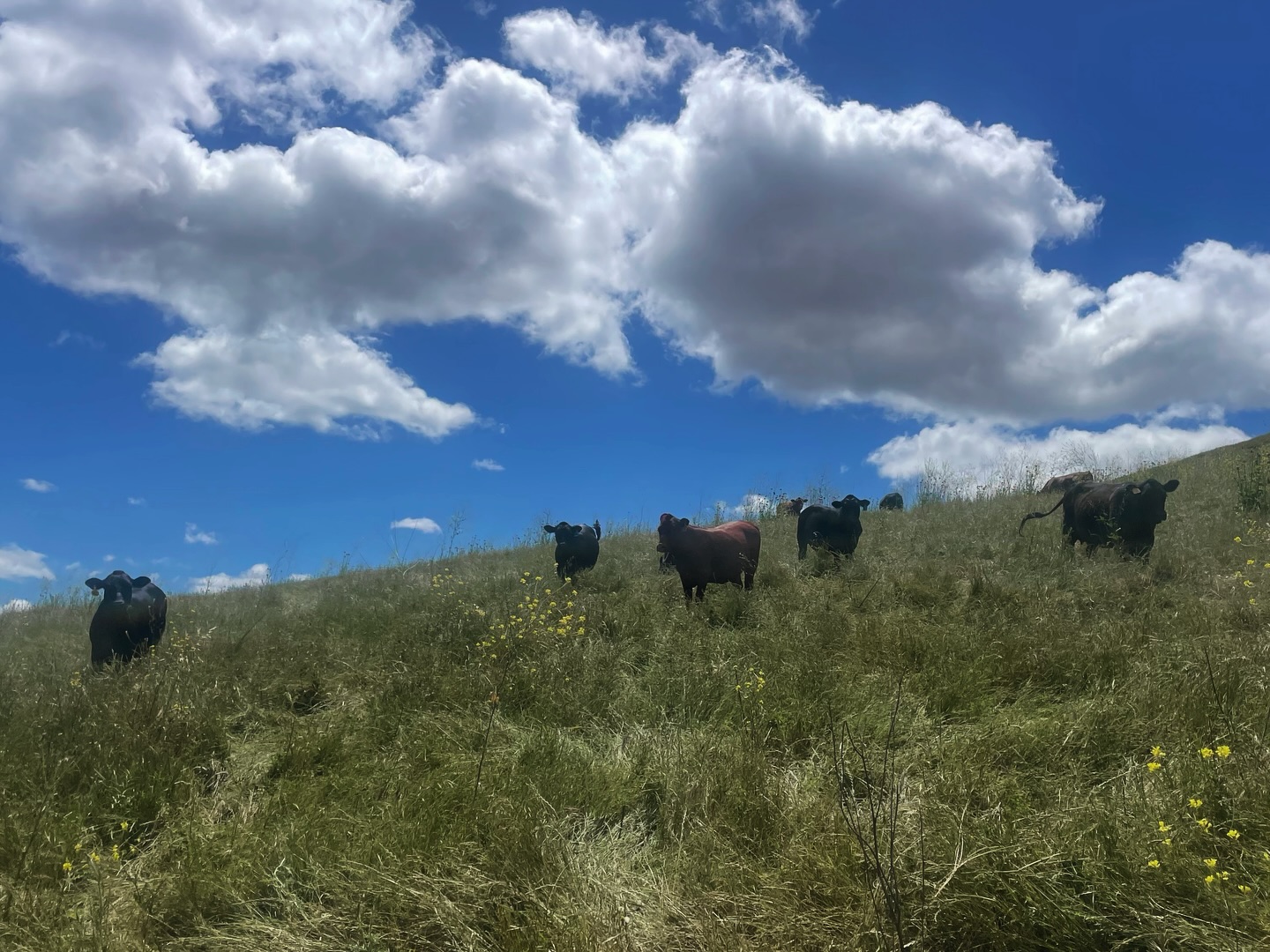 Nothin like that post rain glow! 🙏 #cows #californiarangeland #grassfedbeef #regenerativeagriculture #centralcoast