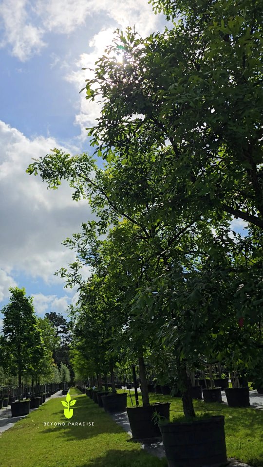 Happy Arbor Day 🌳
A day dedicated to planting and caring for trees! ✨️
#beyondparadisenursery #gardencenter #plantatree #arborday #gardencenter