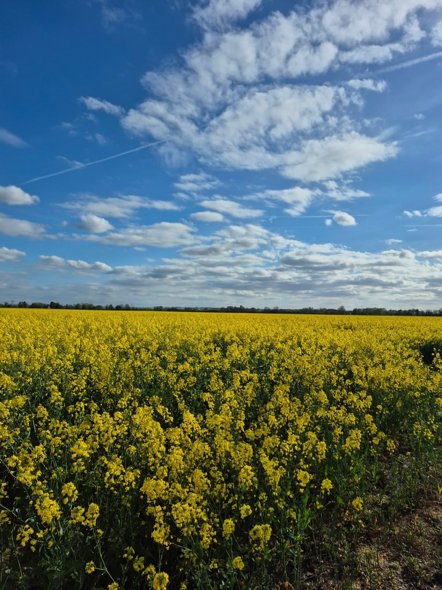 Did you know that we don't just supply you with logs? 🚜
We also have an arable farm that produces Rapeseed, Wheat and Barley.
This farm runs alongside our log business and farm shop.
#britishfarming #farm #farming #backbritishfarming
#farmer