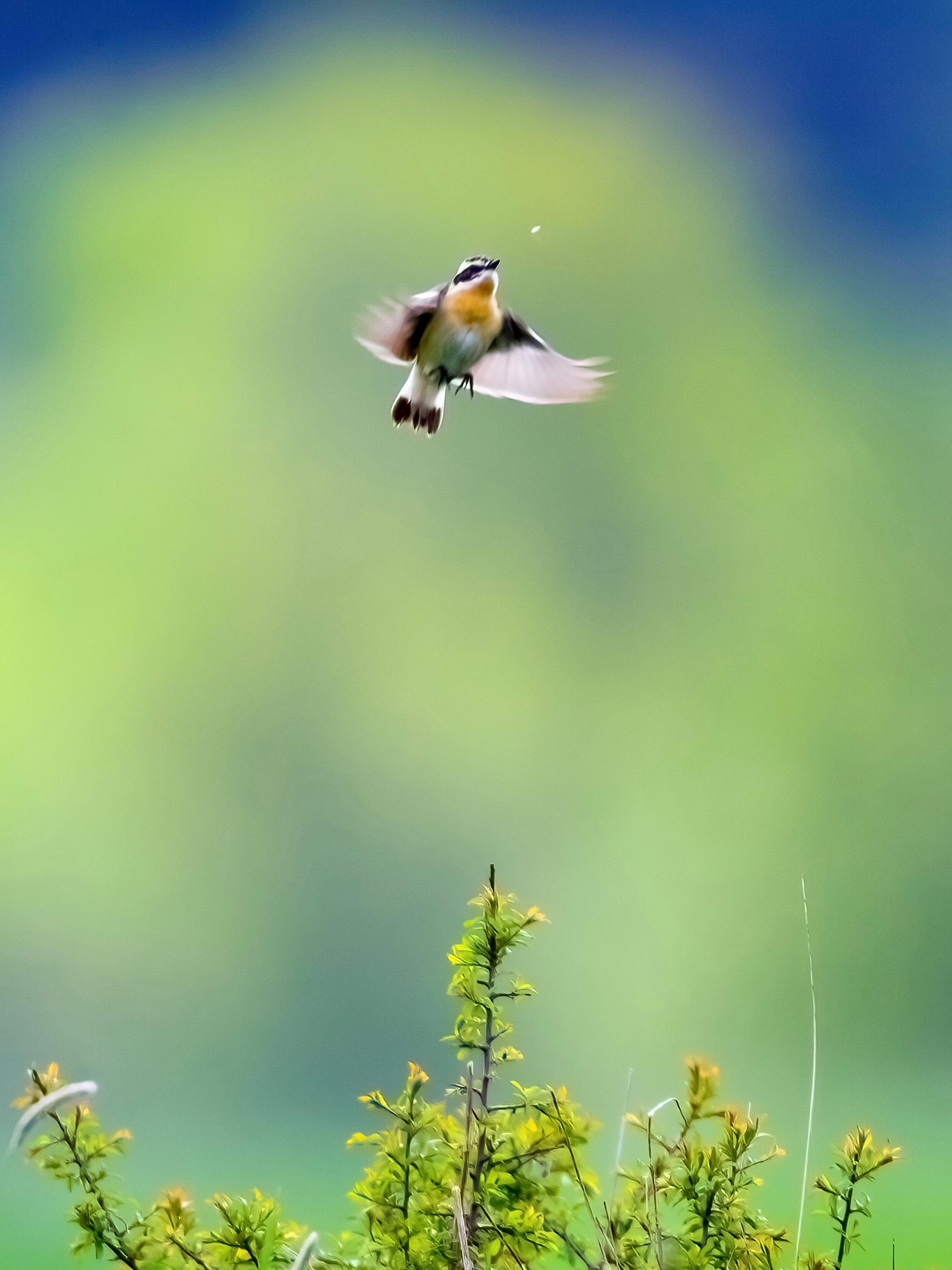 Das Braunkehlchen jagt tatsächlich Insekten in der Luft – aber eher auf seine eigene, etwas „bodenständige“ Art.
Stell dir keinen dauernden Luftakrobaten wie eine Schwalbe vor. Das Braunkehlchen sitzt meist auf einem erhöhten Ansitz (Grashalm, Zaunpfahl, Busch) und beobachtet aufmerksam seine Umgebung. Sobald ein Insekt vorbeischwirrt, startet es einen kurzen, gezielten Flug, schnappt sich die Beute aus der Luft und kehrt oft wieder zum selben Platz zurück. Diese Jagdtechnik nennt man „Ansitzjagd“.
#birdspotting #vogelbeobachtung #waldundfeld #Vogelfotografie