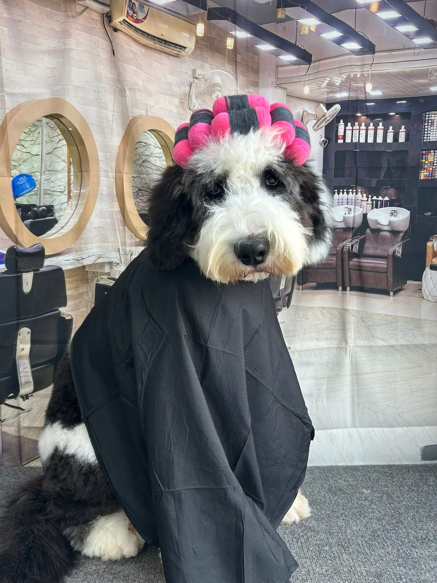 Excuse me, I have a 2 o’clock. Yes, I’m Lefty, the Sheepadoodle. 📝😂