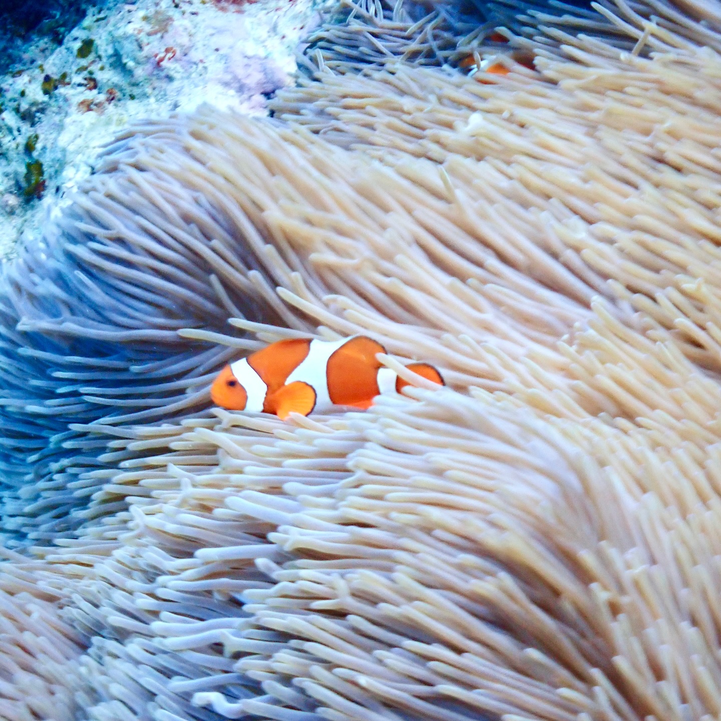 🧡🖤🤍
《 世界に誇る日本一の海“ヤビジ”で
一生の思い出に残る体験を🌏🩵》
▼マーリンのオススメポイント
⑴ 安全第一でご案内🛟
厳しい安全基準をクリアした業者だけが認定される
“マル優”に指定されています
ガイドは定期的に安全講習実施中。
⑵ ヤビジまで一番近い港出発⛴️
半日ツアーで旅行のスケジュールが組みやすく
船酔いが心配な方にもオススメです!
⑷初心者・女性にも優しい🥰
女性スタッフも在籍、
各資格を持ったガイドがご案内!
⑸当日のベストポイントへご案内🐢
海を知り尽くした宮古島育ちの船長が
数あるシュノーケルポイントから
その日のベストコンディションへ向かいます!
▼ツアーメニュー
・八重干瀬シュノーケルツアー
・八重干瀬スキンダイビングツアー
・八重干瀬体験ダイビングツアー
・スキンダイバー講習
→ 各ツアーに𝗘𝗖𝗢プラン(割引)あり
▼𝗘𝗖𝗢プラン 〜環境に優しくお得に遊ぼう🧡〜
各ツアーメニューに適応可能
𝟭.ツアー料金¥𝟭,𝟱𝟬𝟬引き
𝟮. 𝗘𝗖𝗢ルールを守っていただける方
※𝗘𝗖𝗢ルールはHPにてご確認ください
▼ ご予約方法
InstagramトップページのリンクからHPへ
※DMは対応しておりません。
▼船長アカウント
こちらでもツアーの様子をリアルタイムで発信中!
🚢:@marlin_nakasato
▼スタッフアカウント
スタッフ目線のツアーの様子やオフを発信中!
👫🏽:@staff_marlin_miyakojima
#ヤビジツアーマーリン
#宮古島 #八重干瀬 #ヤビジ
#宮古島旅行