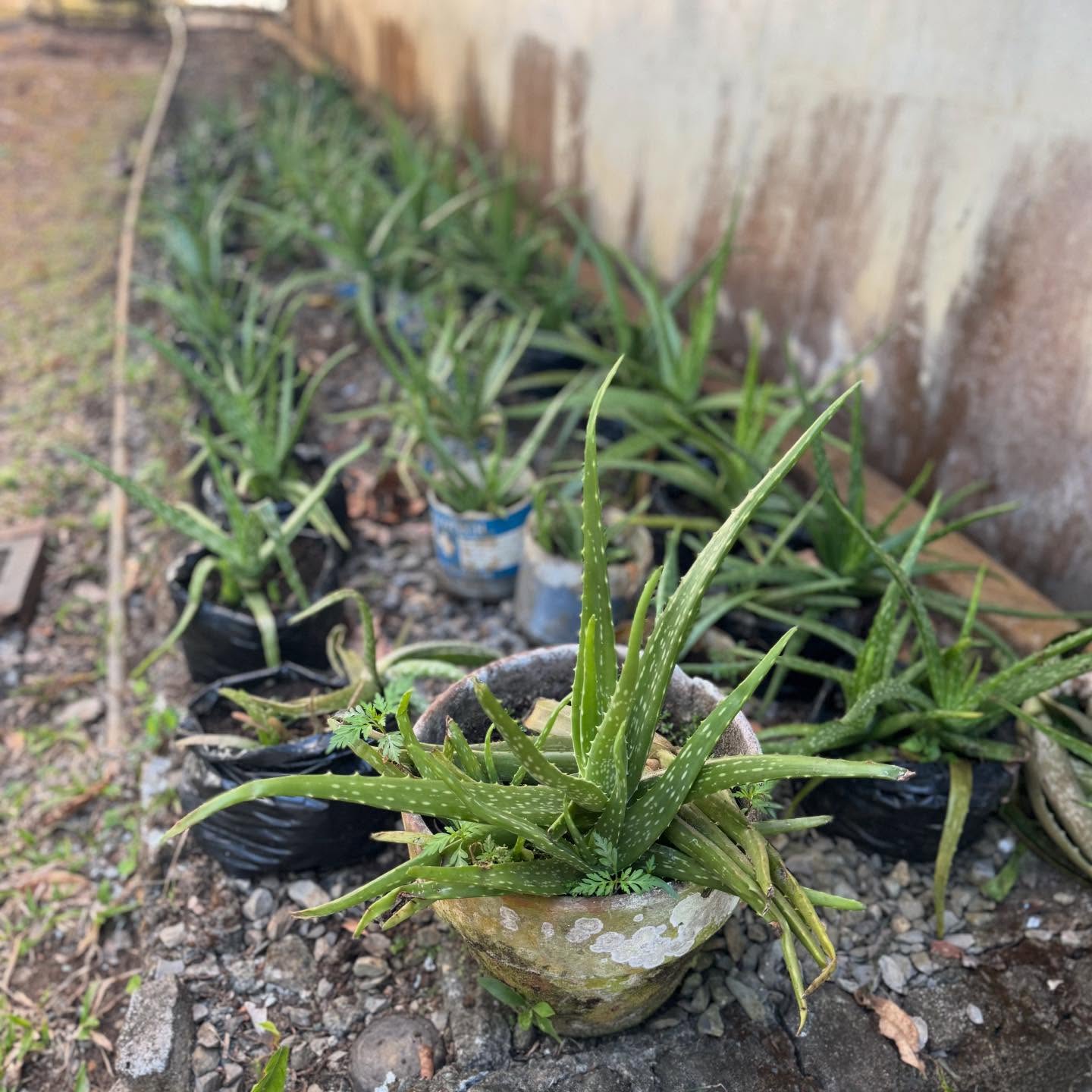 I find that the local aloe vera variety that has less meaty leaves than those farmed for extracts are just more potent.
@bodyfoodfarm